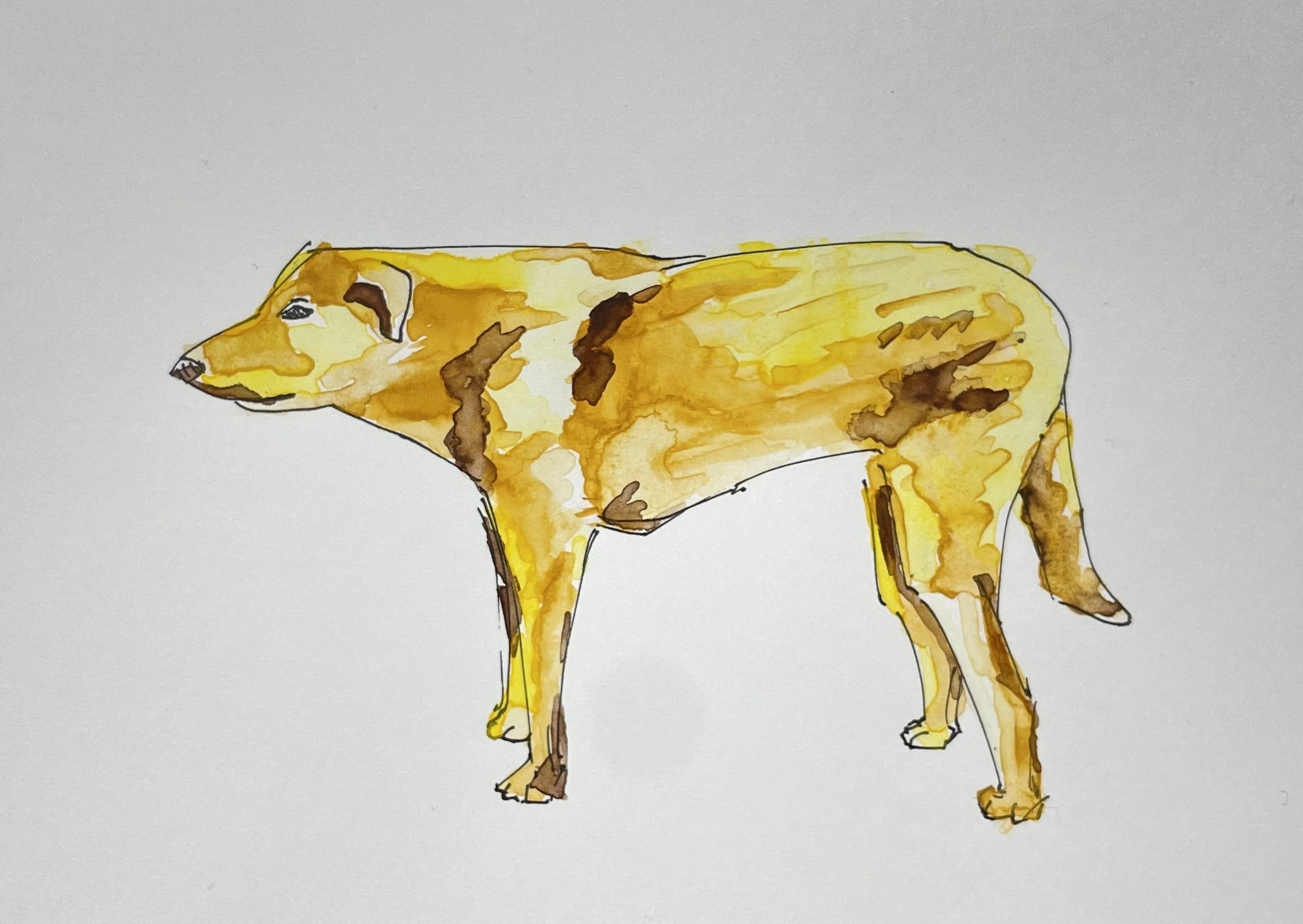 水彩画】モンゴル犬を描いてみました｜てんぷら さく子