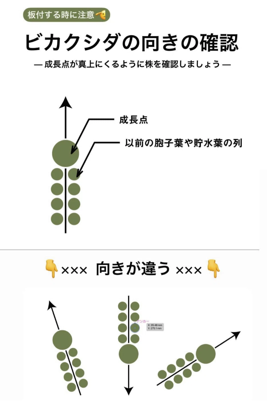 ビカクシダを育てる How to #05 | 板付け｜IMAMA