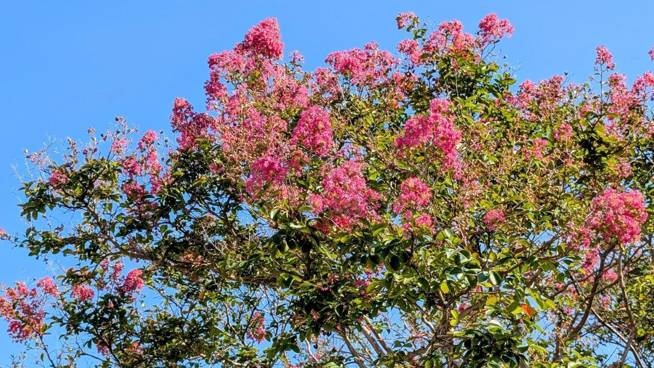 鎌倉・小町｢本覚寺の百日紅 2025｣ 【四季折々の花、草木】〈名所編