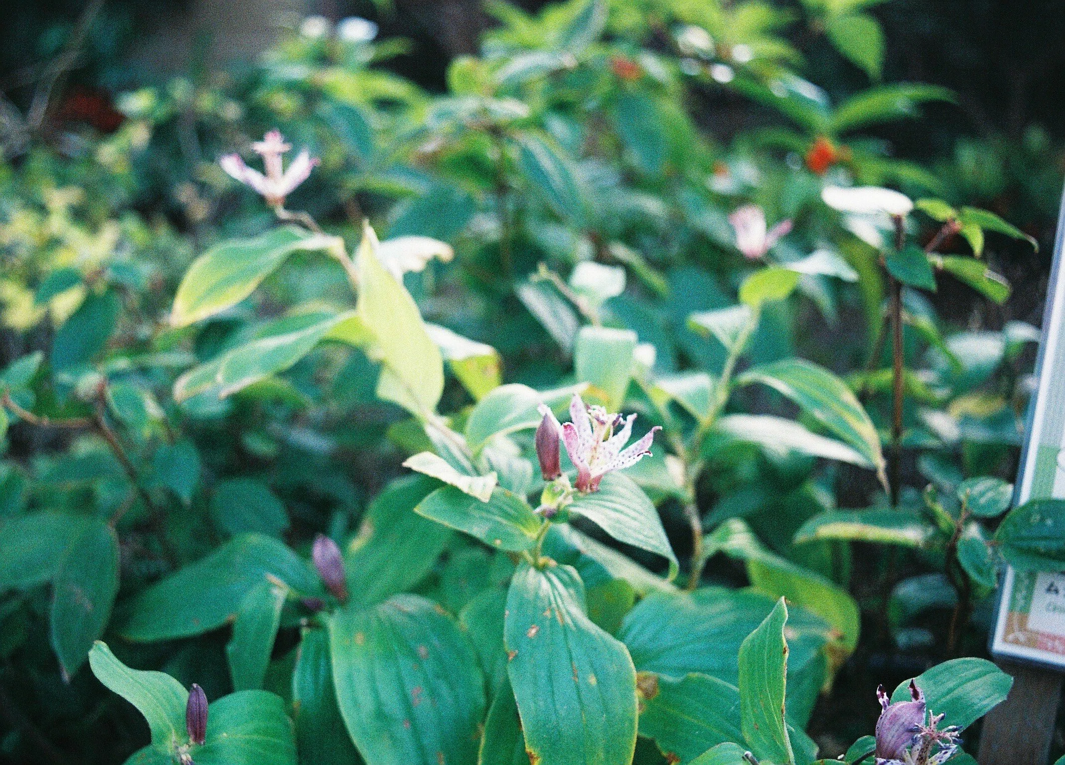 FUJICA AZ-1とFUJICOLOR 100の37枚｜夢望庵 / Mubou-an