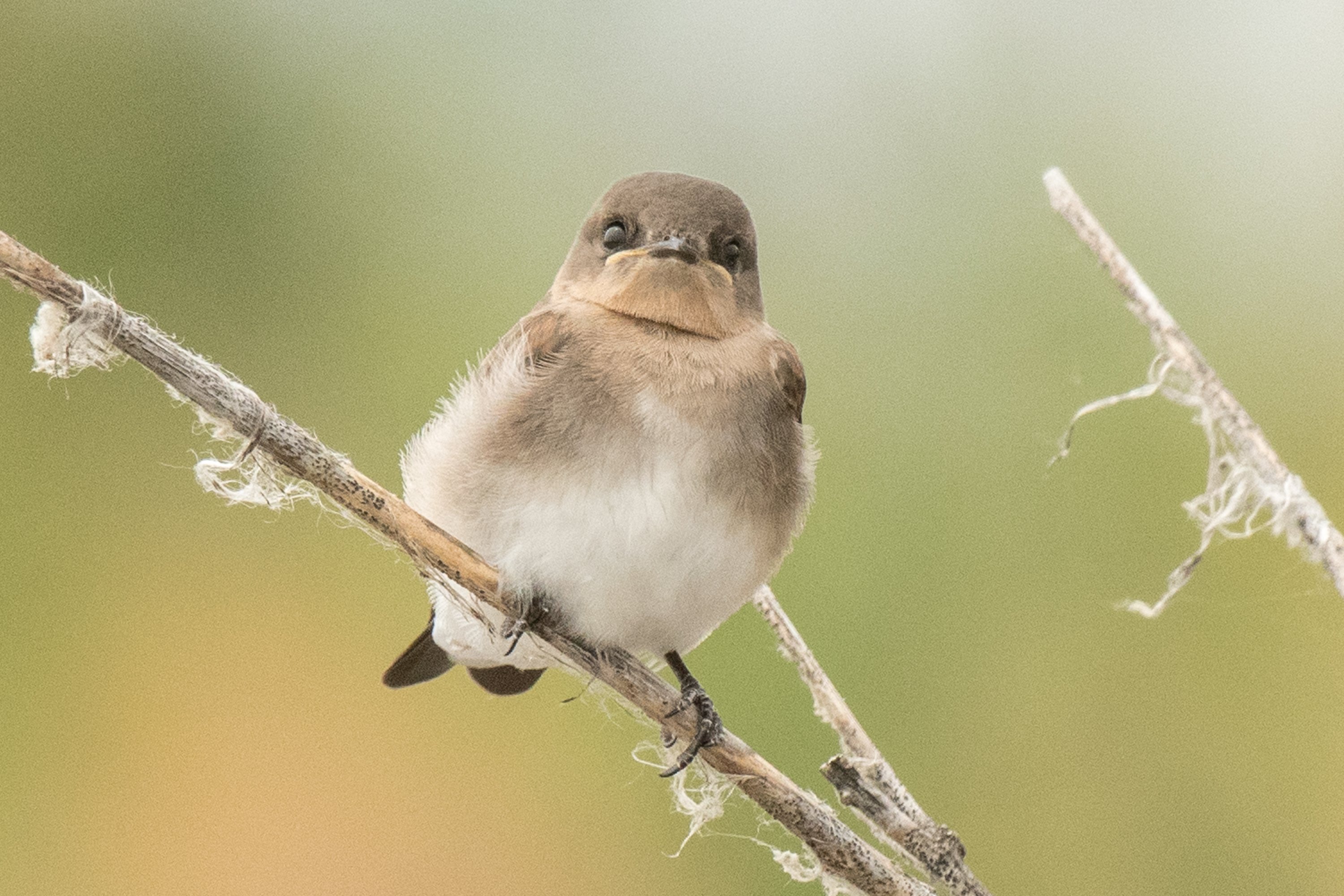 シカゴでバードウォッチング！】 Northern Rough-winged Swallow キタ