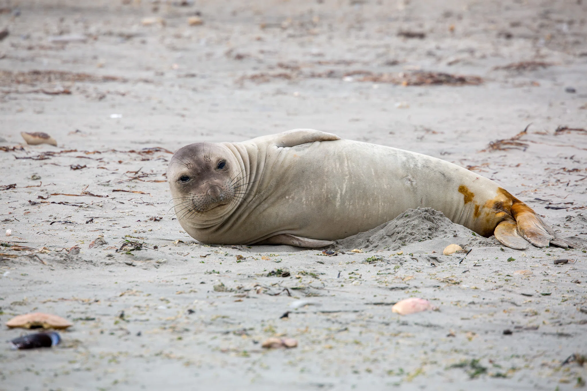 カリフォルニアのゾウアザラシ： Point Reyes National Seashore