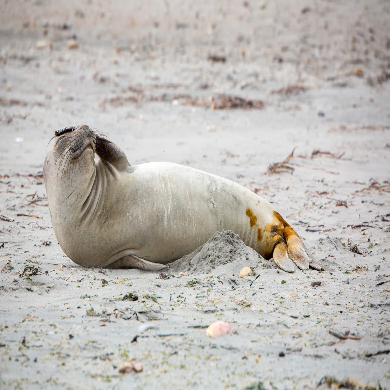 カリフォルニアのゾウアザラシ： Point Reyes National Seashore 