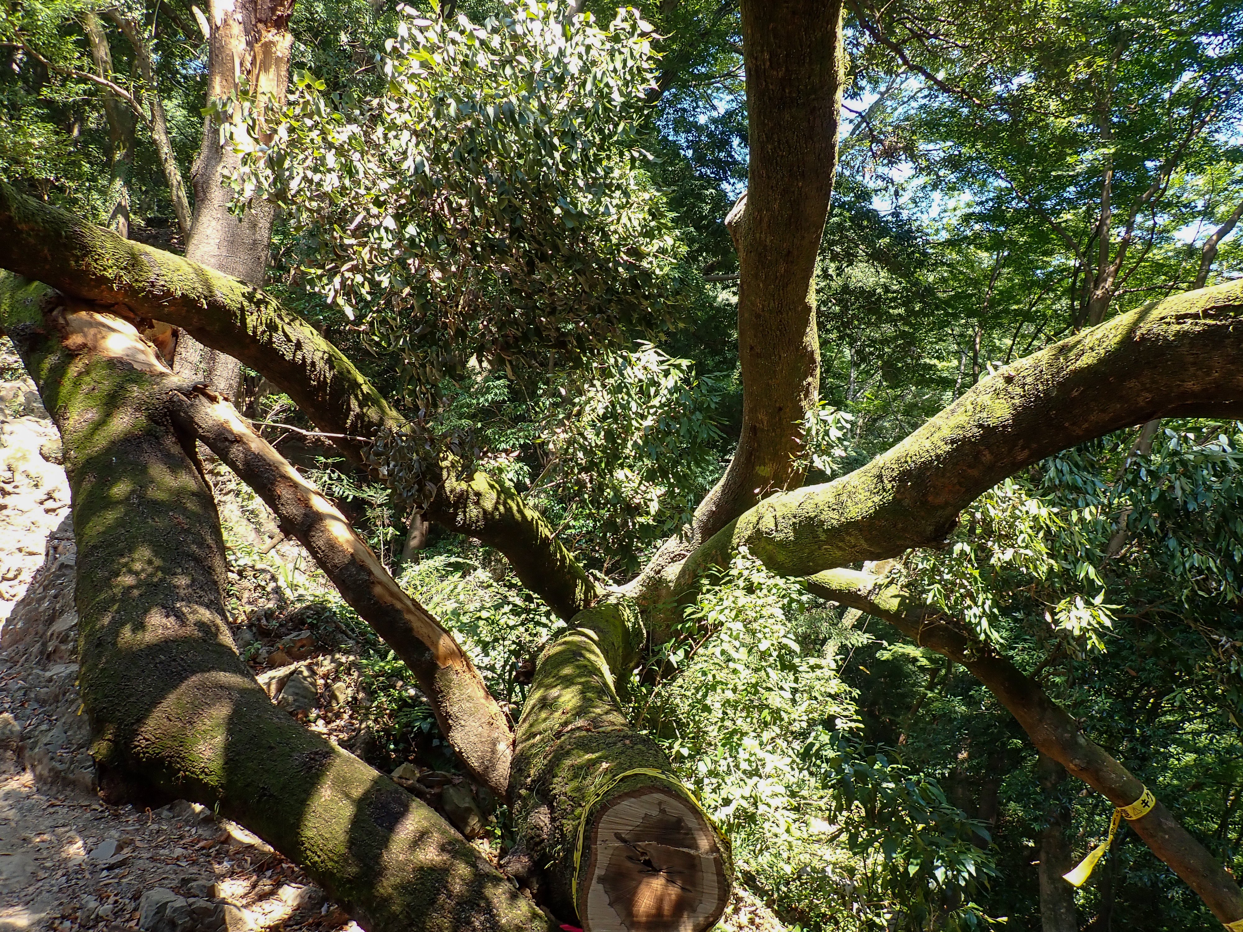 旧枠 樹木茂る山麓 英英英日 ４枚セット 状態悪 4枚セット】樹木茂る山麓（英） 旧枠 樹木茂る山麓 英英英日