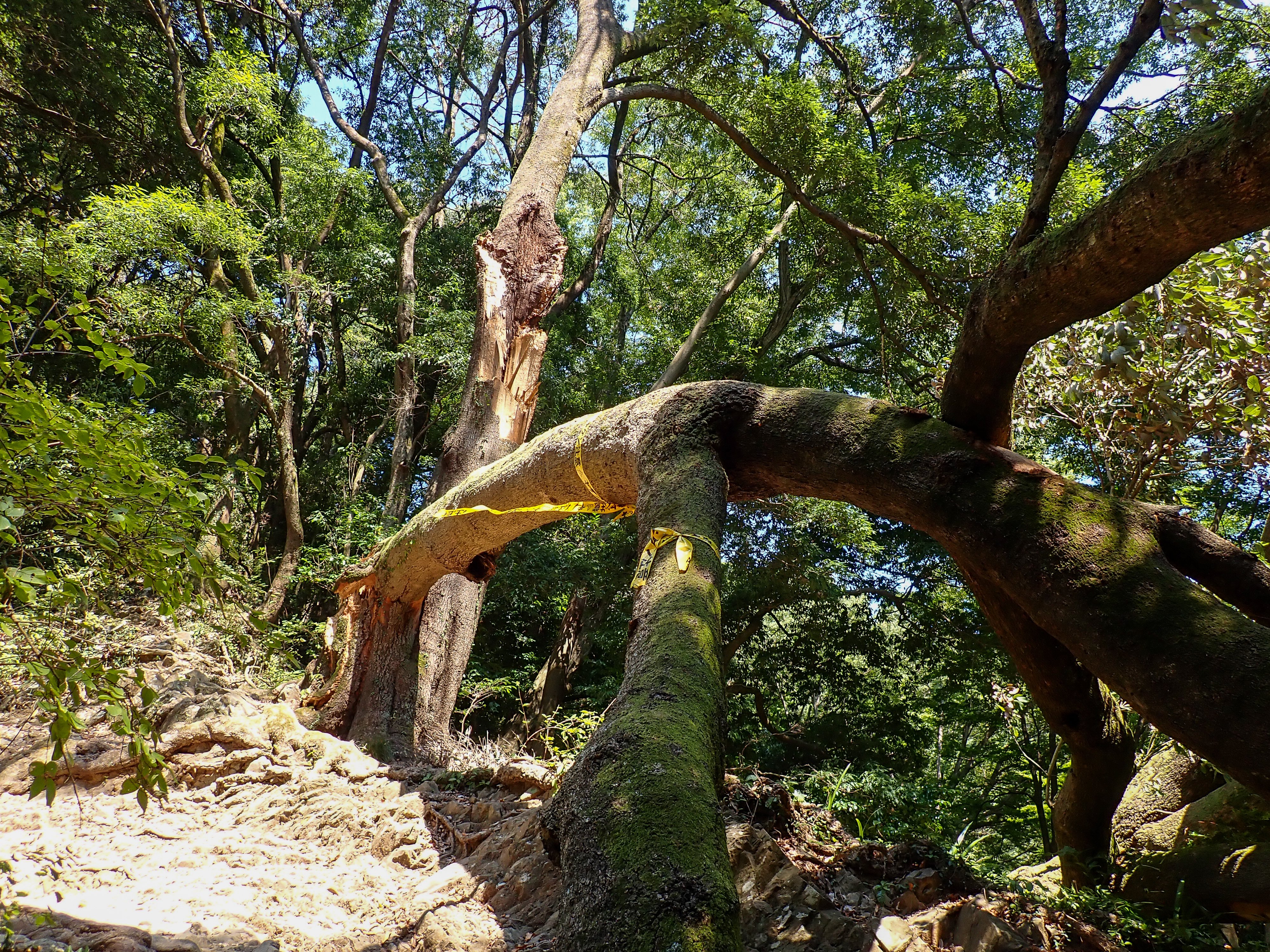 旧枠 樹木茂る山麓 英英英日 ４枚セット 状態悪 441)□旧枠□《樹木茂る山麓/Wooded Foothills》[MH3-BF] 土地R