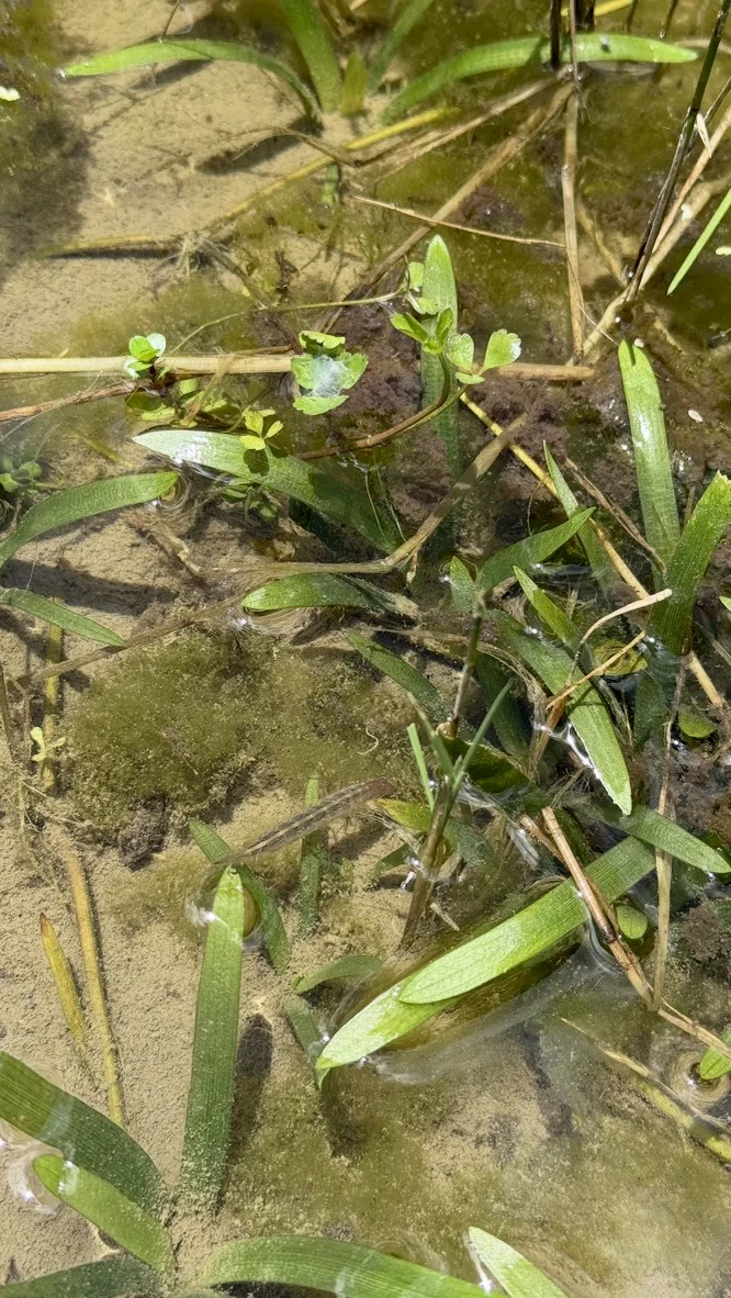 Biotope in July 2025｜tkskkd