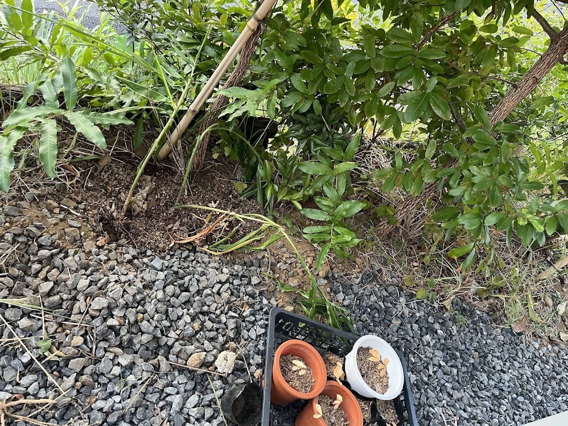 あめます舎日記#60 ミョウガ植えてみた｜yuka