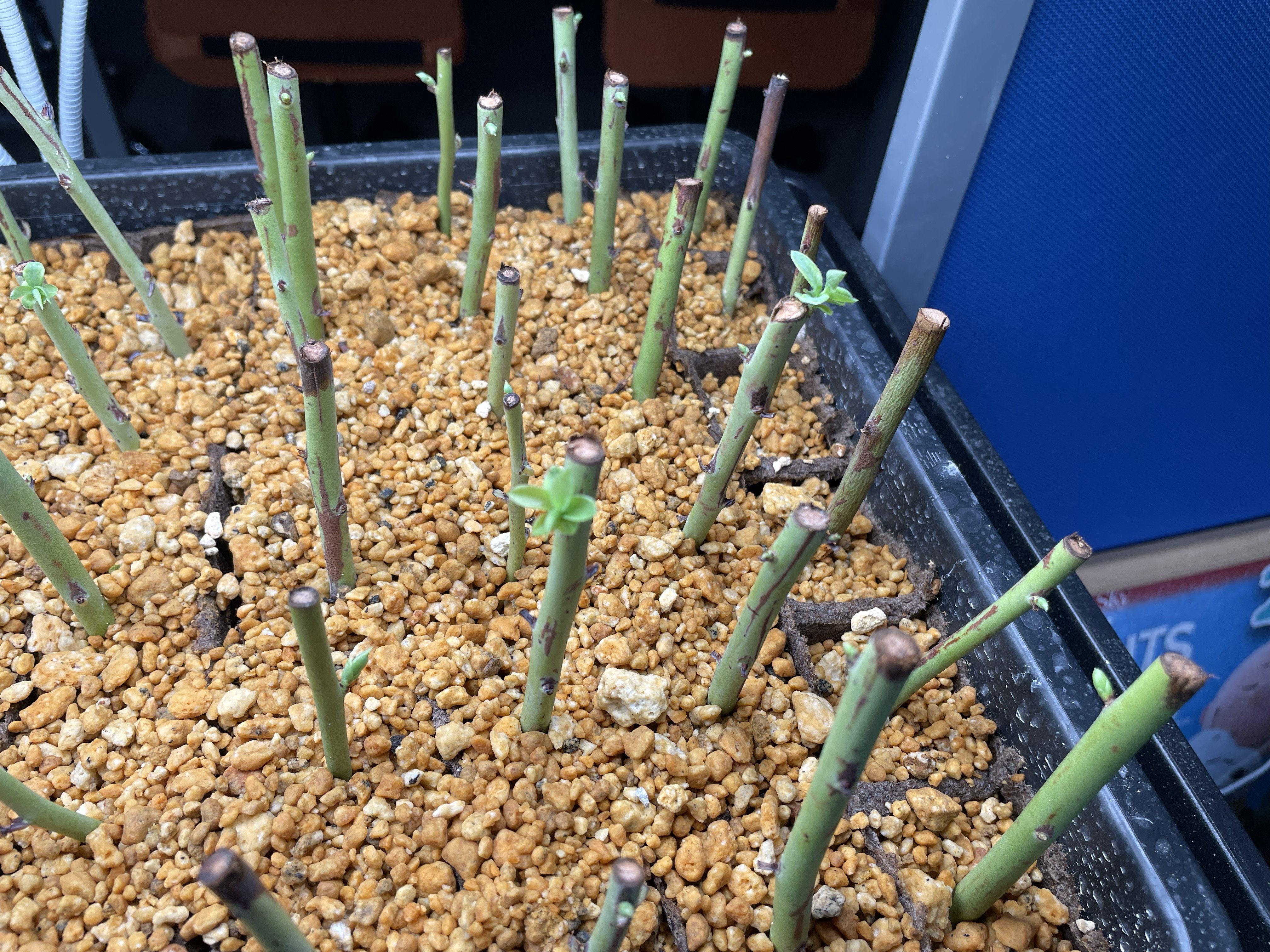 挿し木後2週間経過したブルーベリー｜Hirokazu Nishi