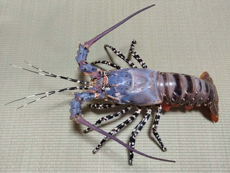 ニシキエビの剥製を作ってみた｜魚道部！/ 剥製師 力石眞弘 (ﾁｶﾗｲｼ ﾏｻﾋﾛ)