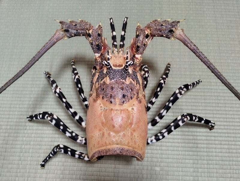 ニシキエビの剥製を作ってみた｜魚道部！/ 剥製師 力石眞弘 (ﾁｶﾗｲｼ ﾏｻﾋﾛ)