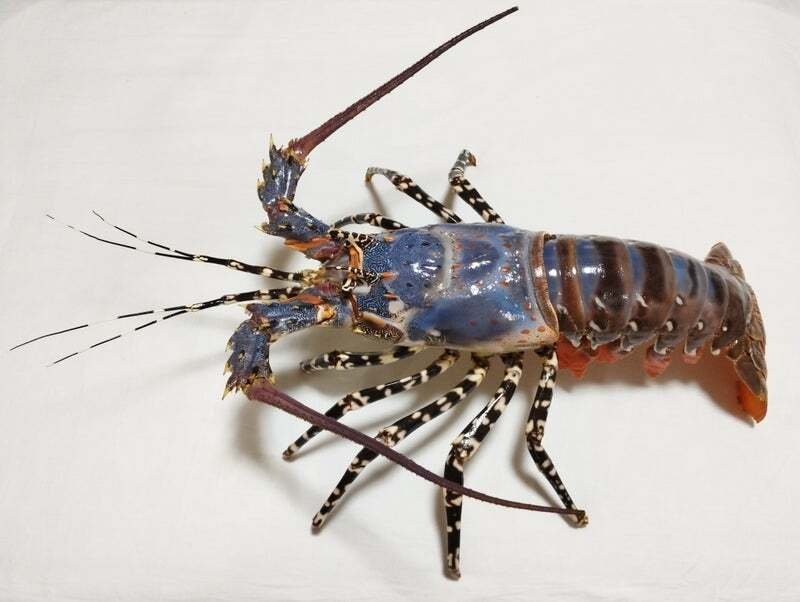 【昭和レトロ】【特大】伊勢海老ゴシキエビニシキエビ剥製•標本（ガラスケース入り） 昭和レトロ】【特大】伊勢海老ゴシキエビニシキエビ剥製•標本