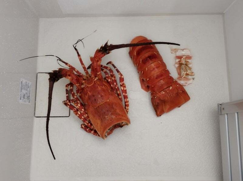 ミンクの剥製 ニシキエビの剥製を作ってみた｜魚道部！/ 剥製師 力石眞弘 (ﾁｶﾗｲｼ ﾏｻﾋﾛ)