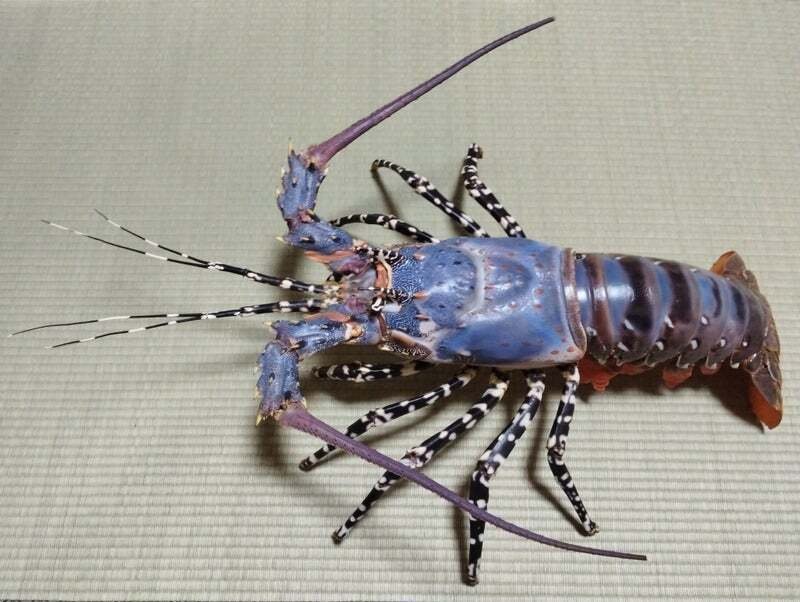 ゴシキエビ 剥製 アンティーク ニシキエビの剥製を作ってみた｜魚道部！/ 剥製師 力石眞弘 (ﾁｶﾗｲｼ ﾏｻﾋﾛ)