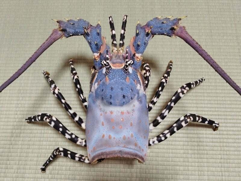 ニシキエビの剥製を作ってみた｜魚道部！/ 剥製師 力石眞弘 (ﾁｶﾗｲｼ ﾏｻﾋﾛ)