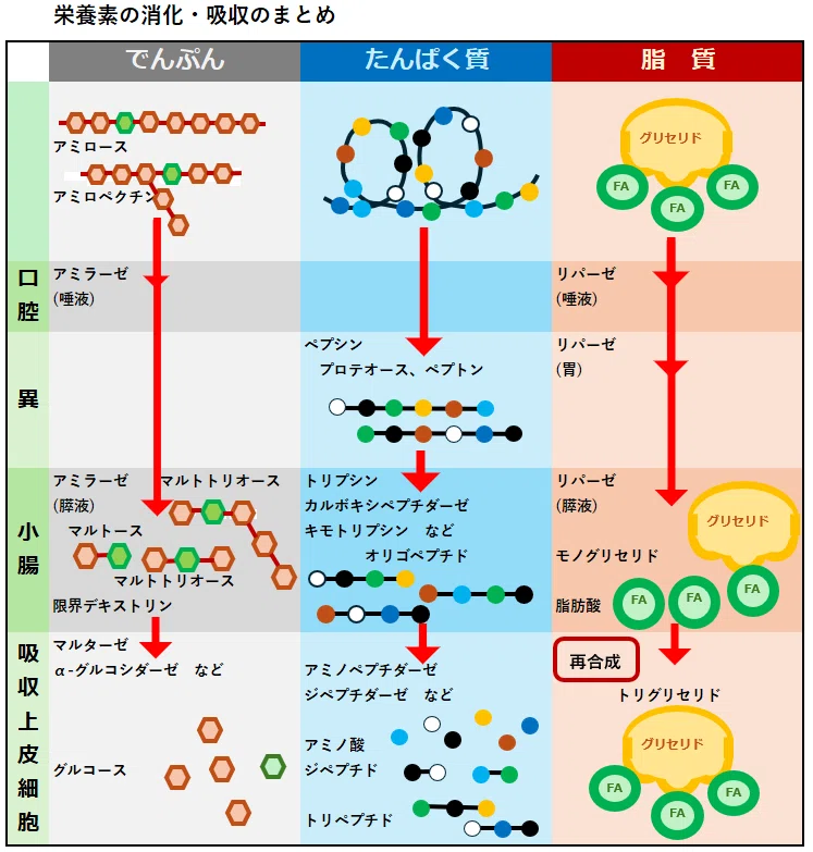 栄0013 消化・吸収のってなに？～栄養素の消化・吸収まとめ～｜cozy Hp 