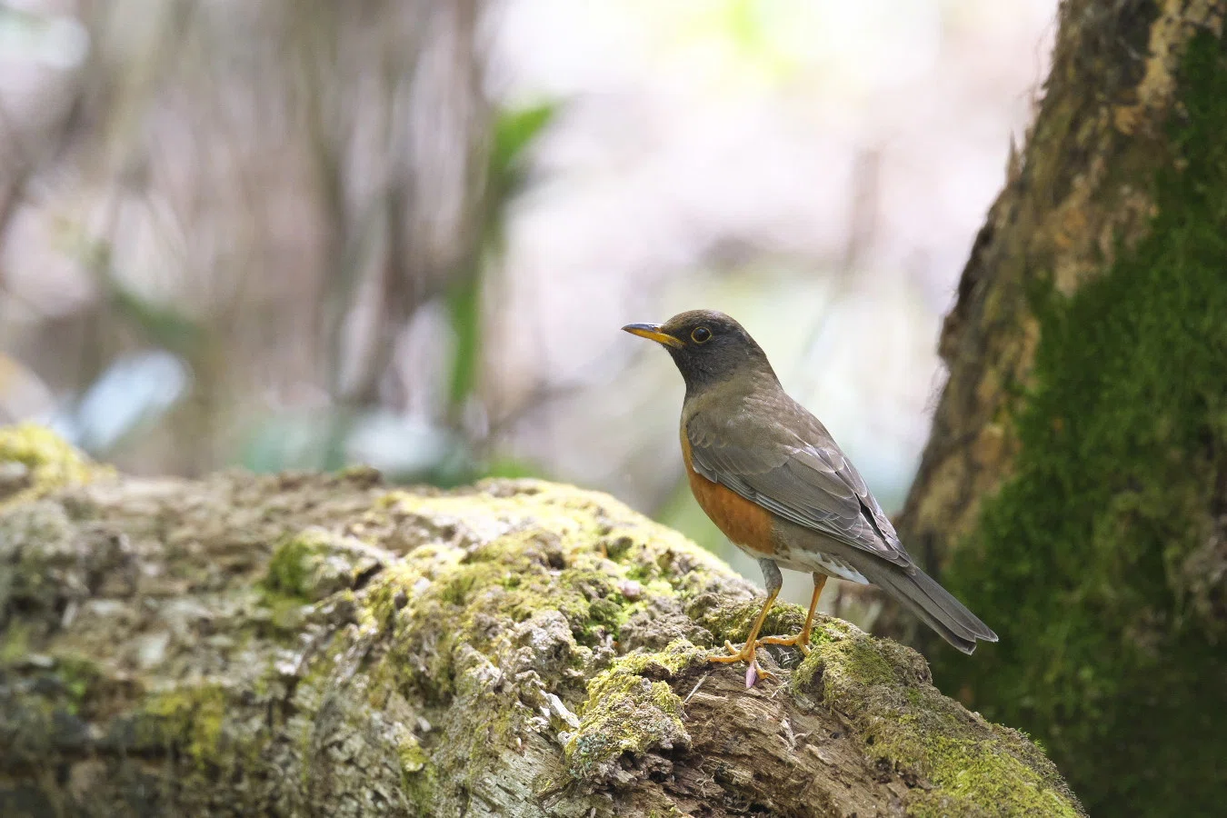 山の心得】～よく見る野鳥編～｜ミズ