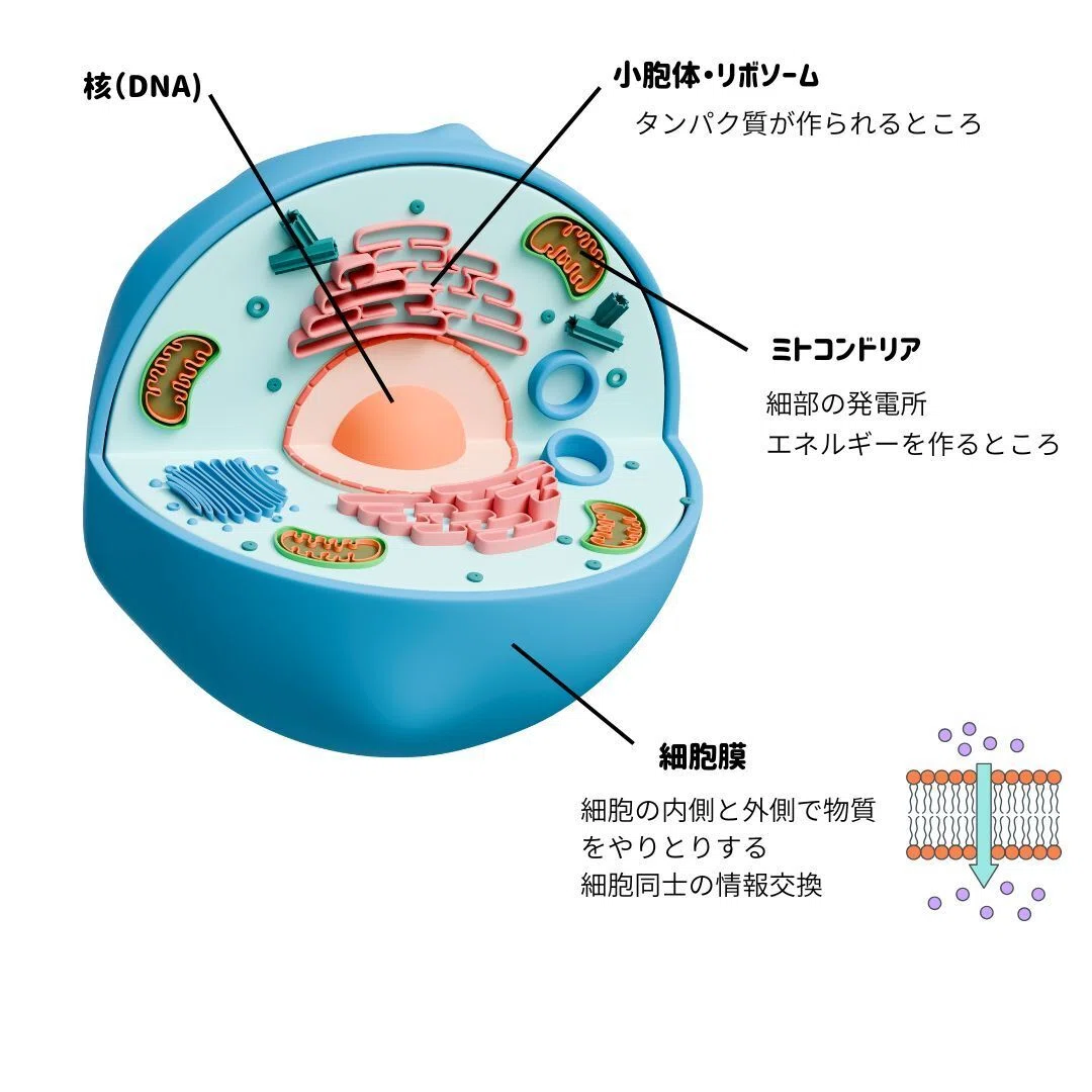 細胞から整える!〜疲れにくい体と若々しさの秘訣(前編)〜|からだ美調律パートナー ゆうこ