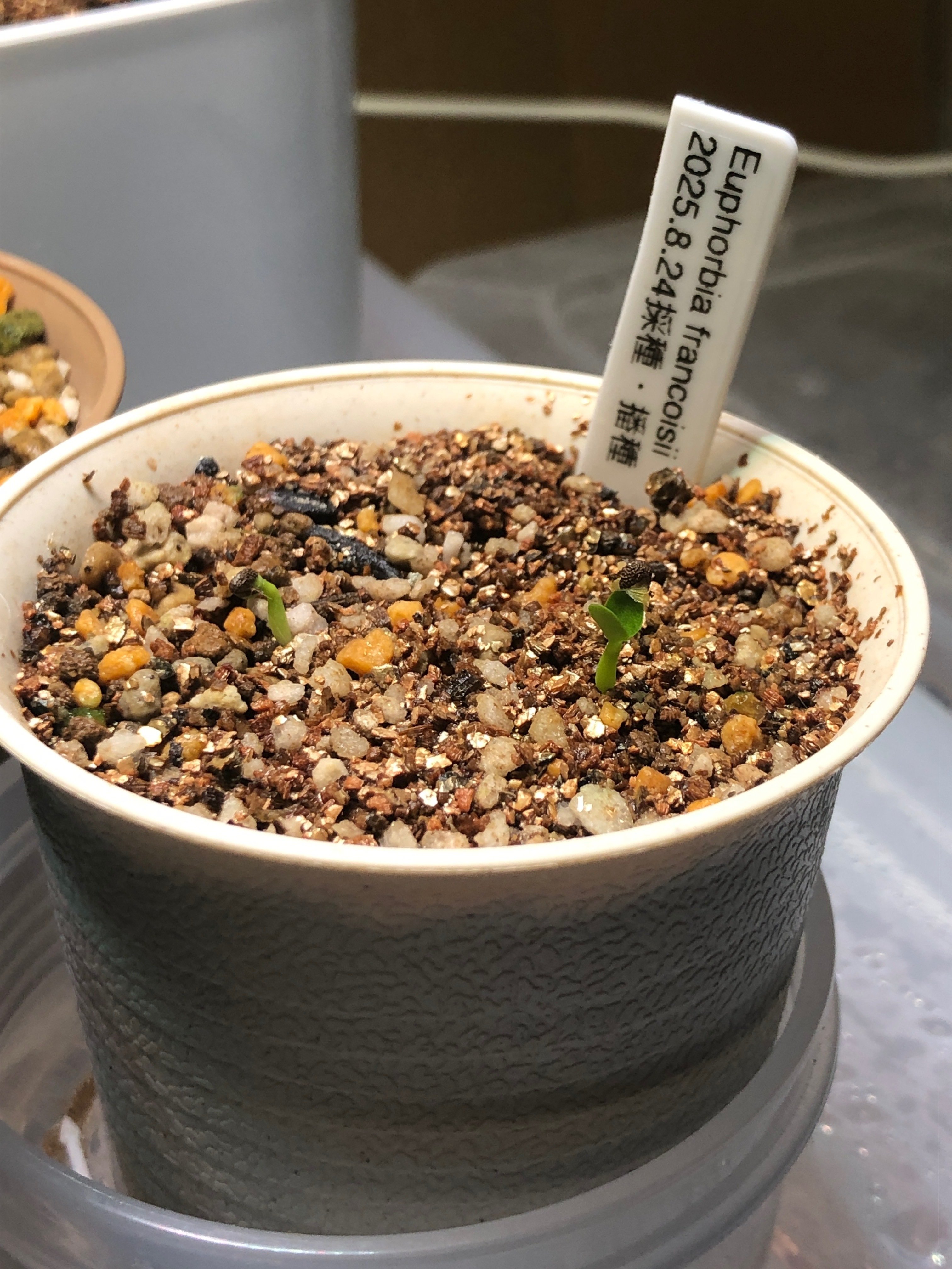 オベサの種子が弾けるタイミング｜たおた🌵Bizarre Shore