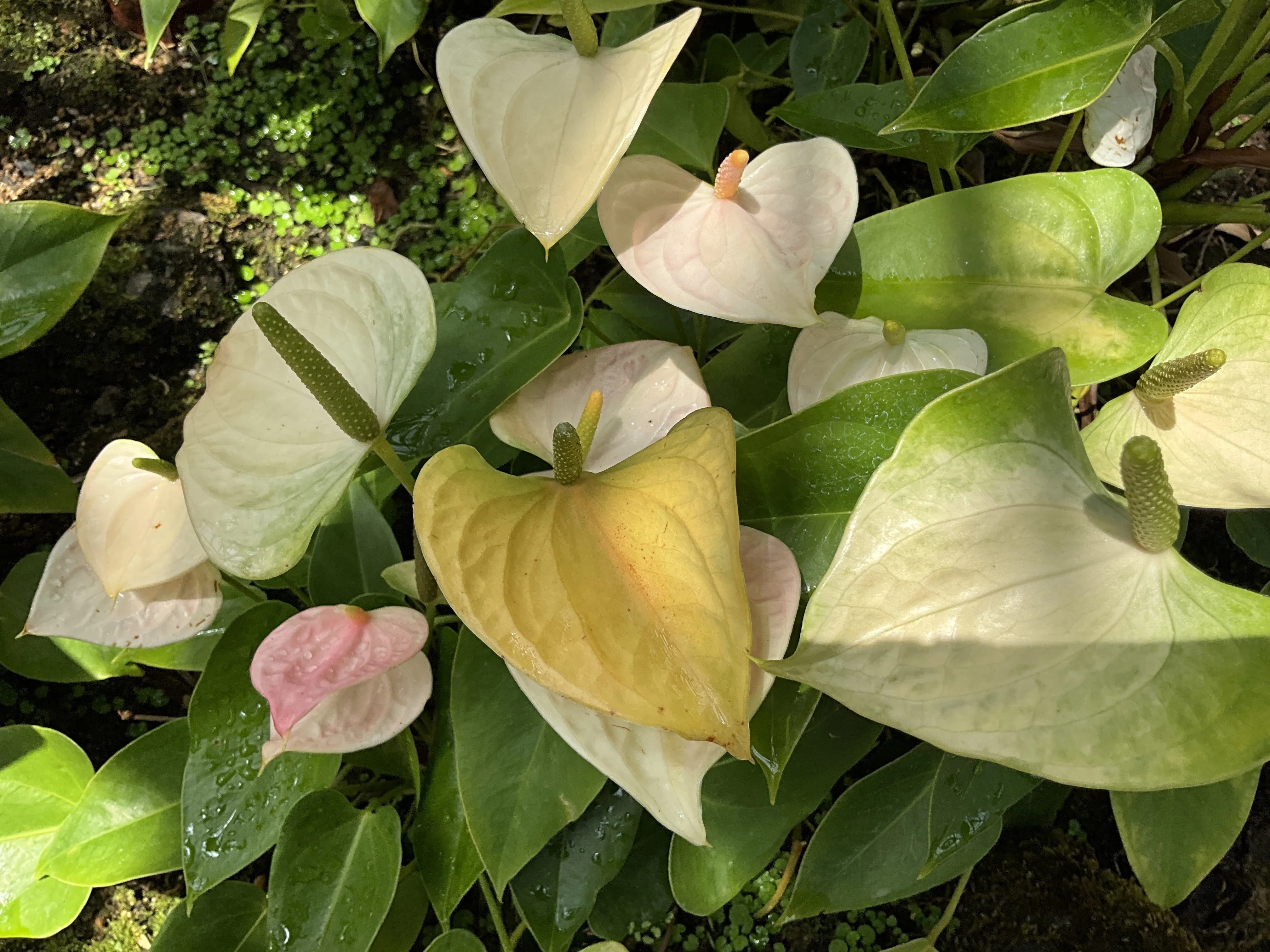 Anthuriums (Kyoto Botanical Gardens): Sunday, November 9, 2025