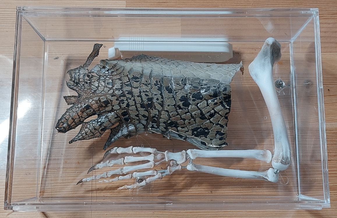 初心者がワニの足の骨格標本を作る｜せみかめ