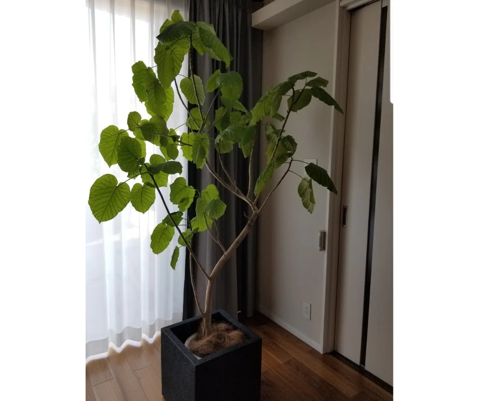 観葉植物と暮らす幸せ パキラ・ドラセナ・ウンベラータの成長記録｜kei