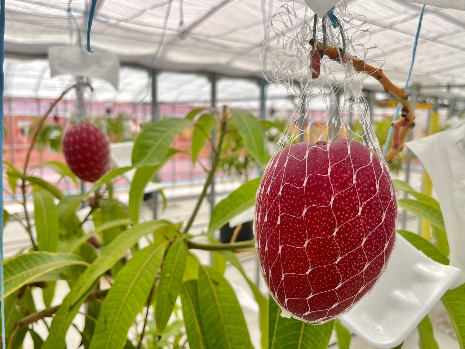 横浜マンゴーで挑む、新しい地域貢献のかたち 旭区下川井「横浜ワタヤ