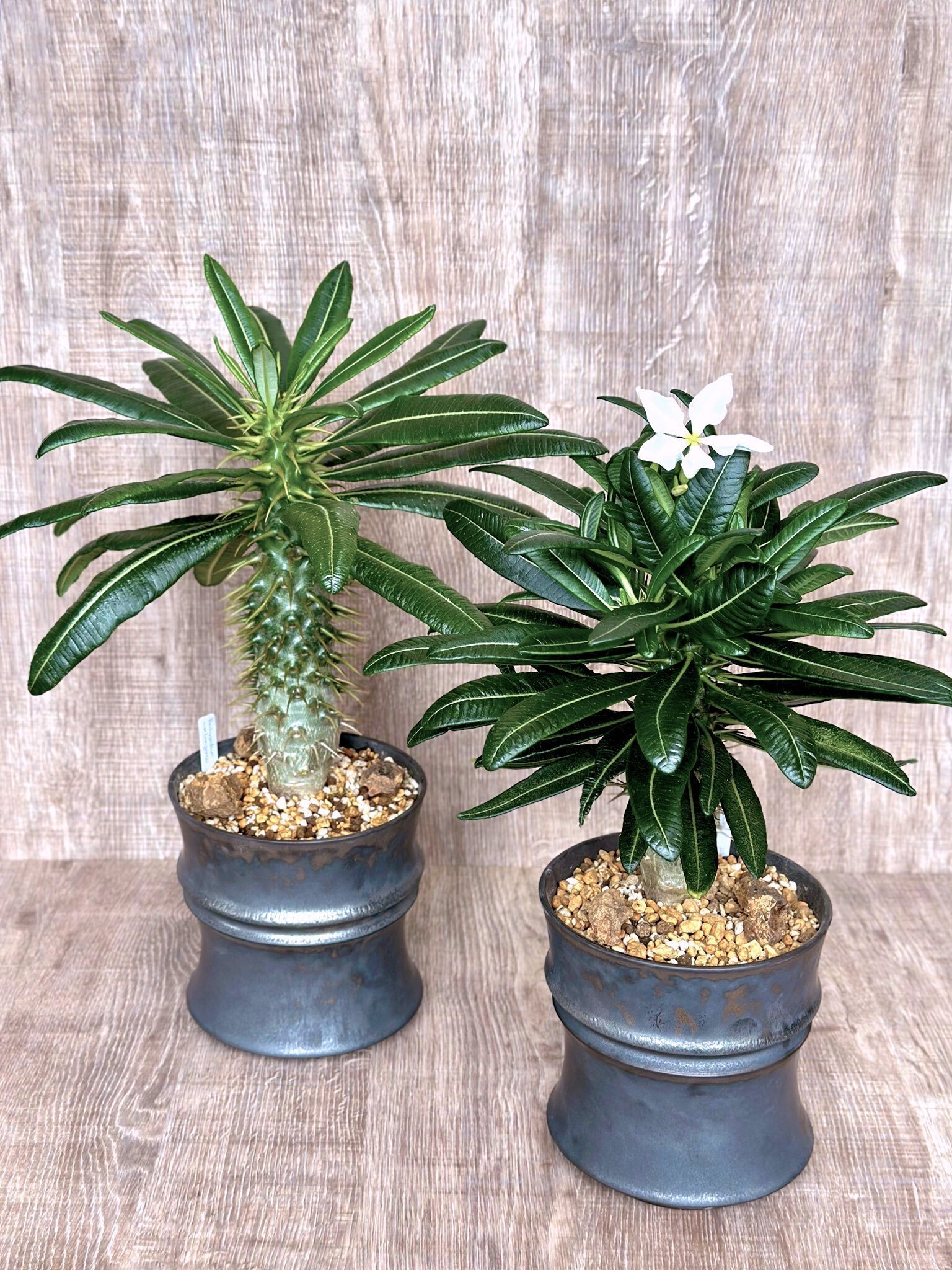 み*中様 美形 パキポディウム・アンボンゲンセ パキポディウム・アンボンゲンセの出蕾｜暇人