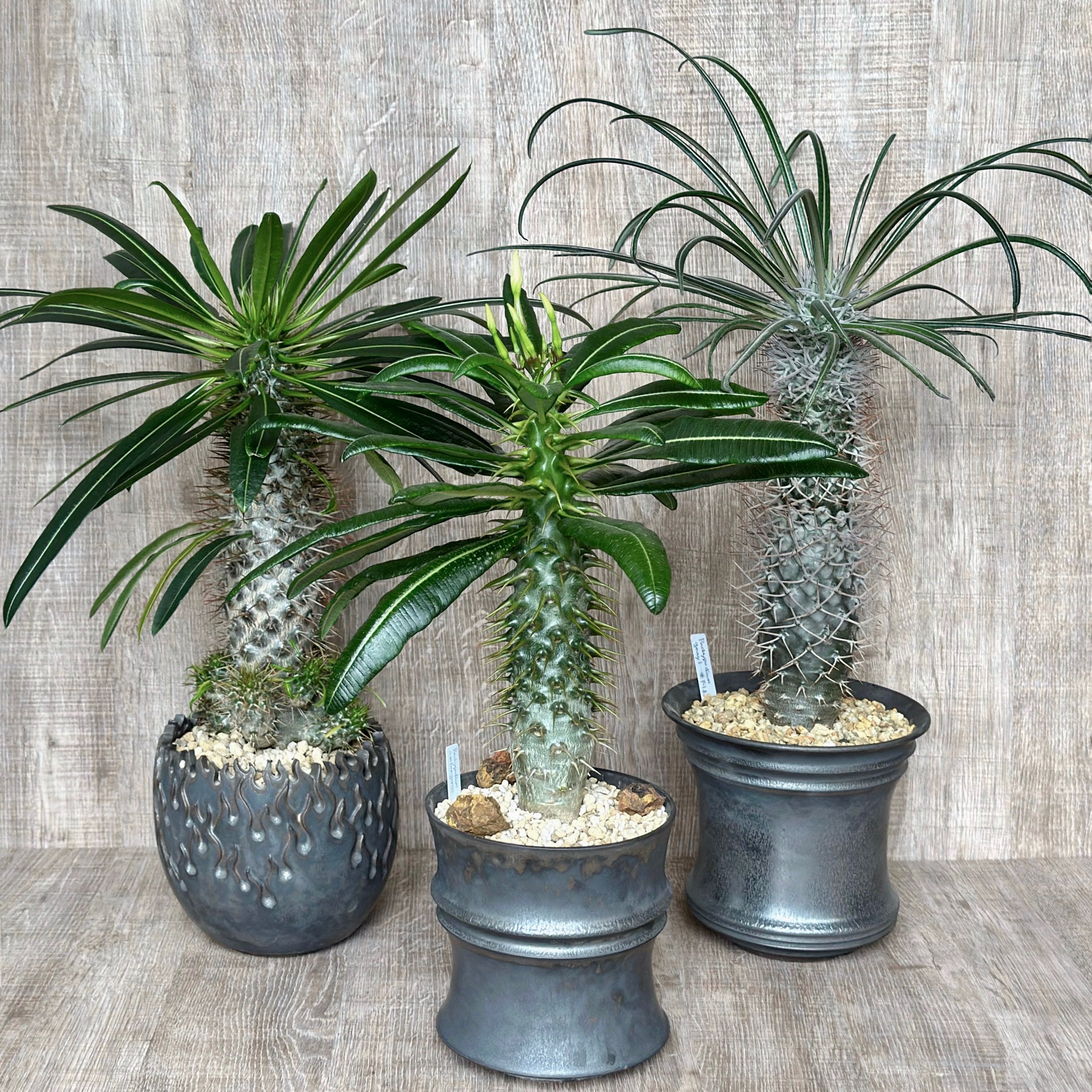 パキポディウム・アンボンゲンセの出蕾｜暇人