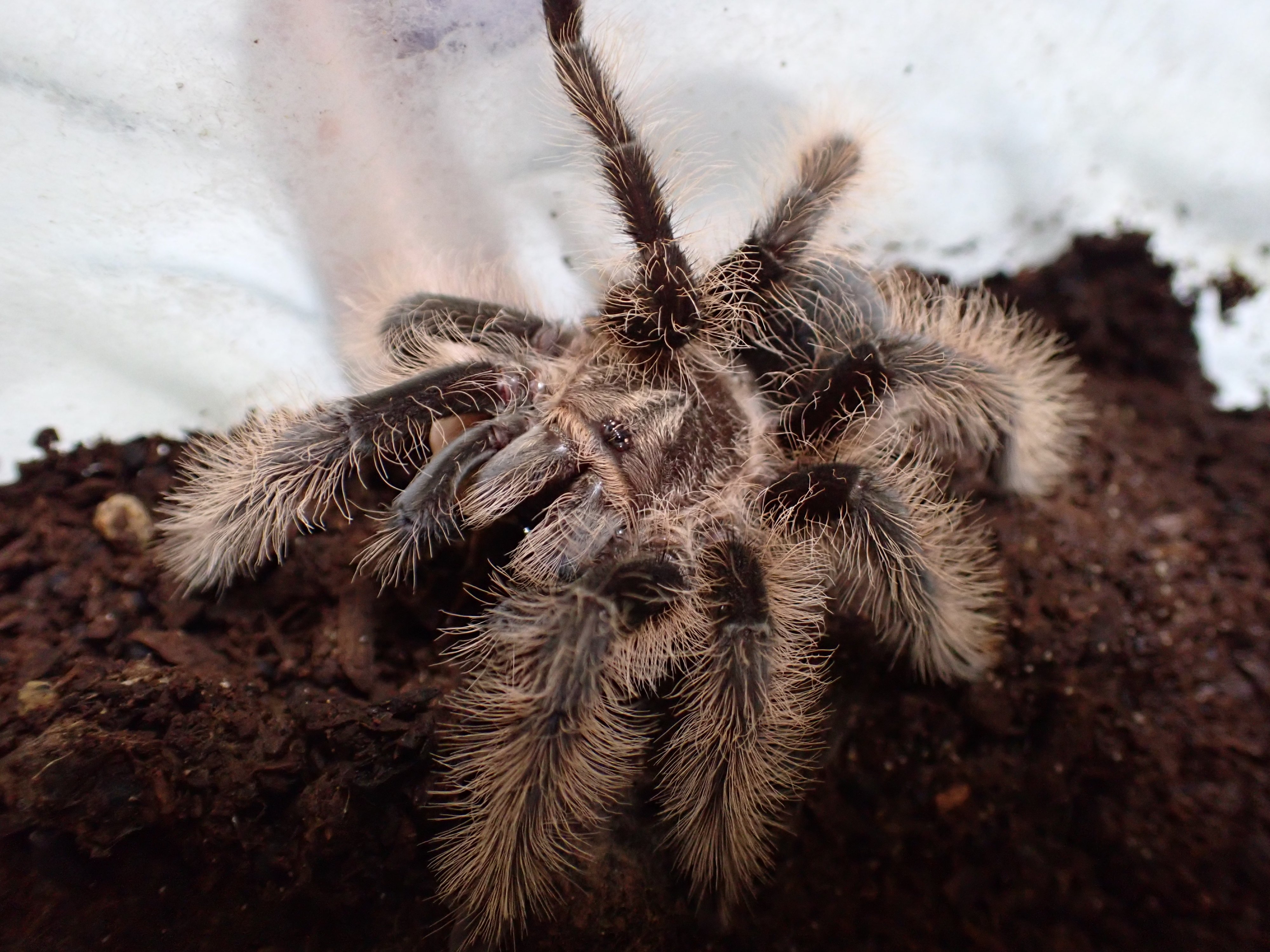 我が家のタランチュラ達の紹介｜蜘蛛