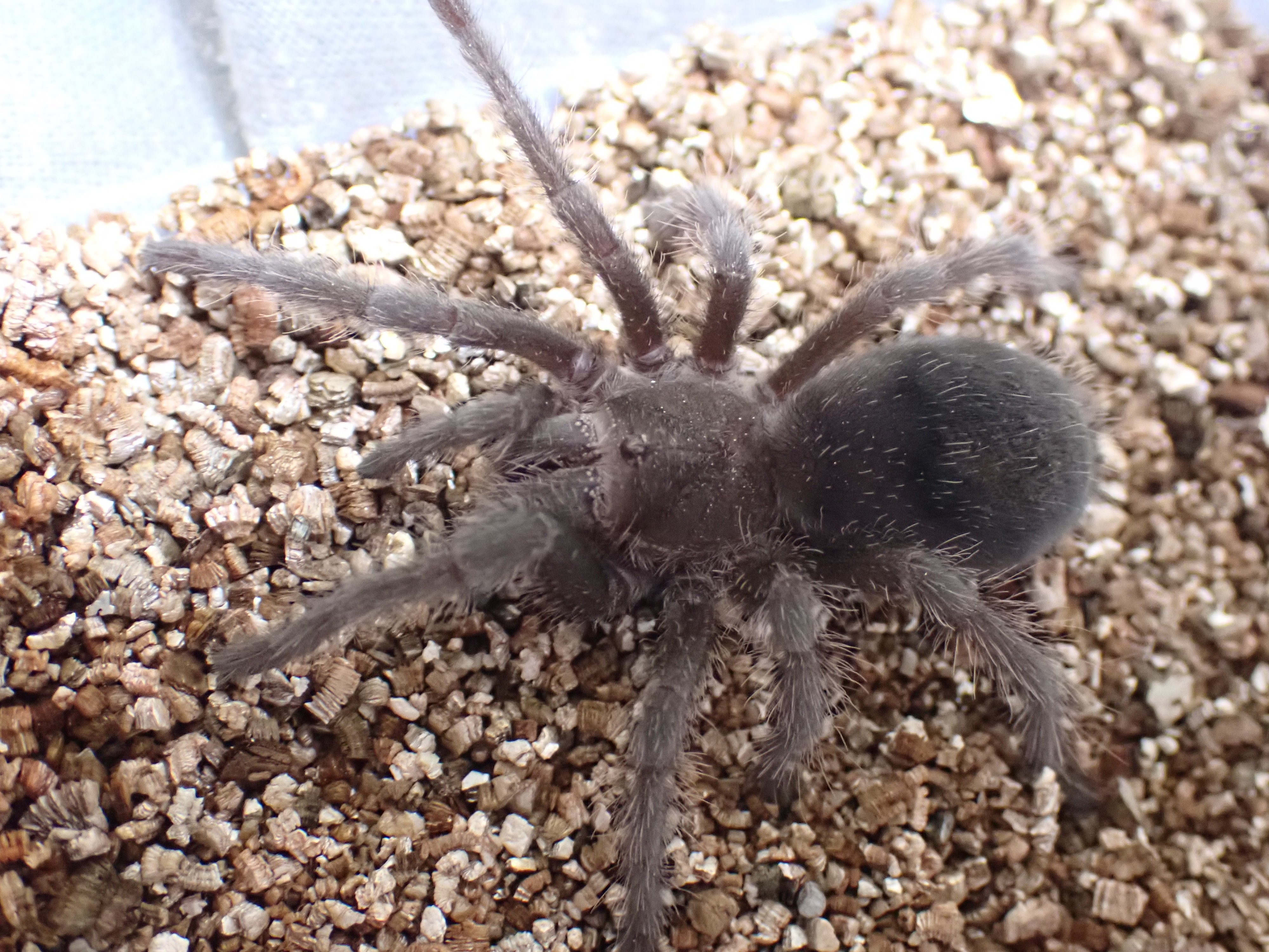 我が家のタランチュラ達の紹介｜蜘蛛