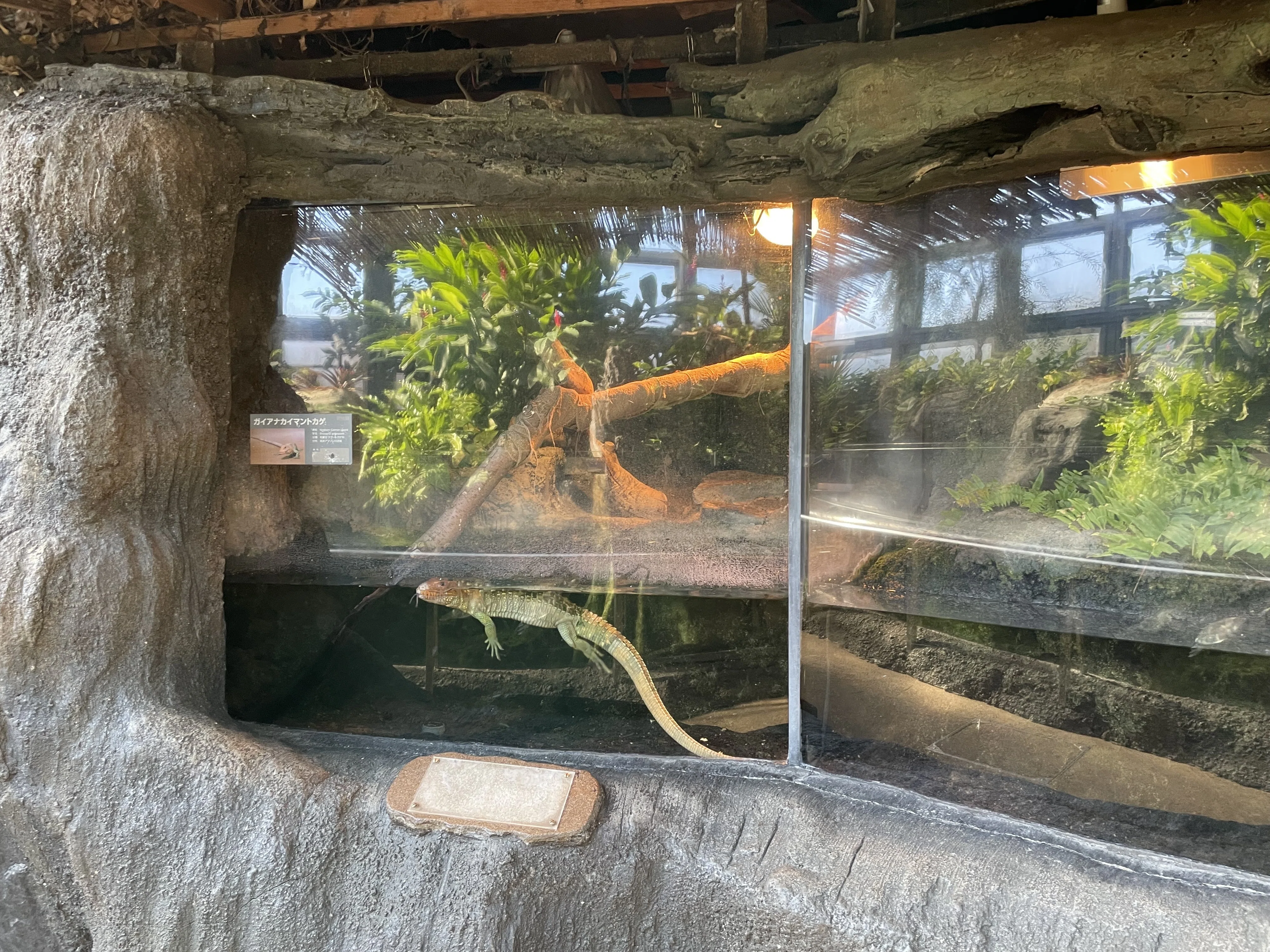 上野動物園の飼育員に聞いた！ギアナカイマントカゲ飼育のリアル｜sato