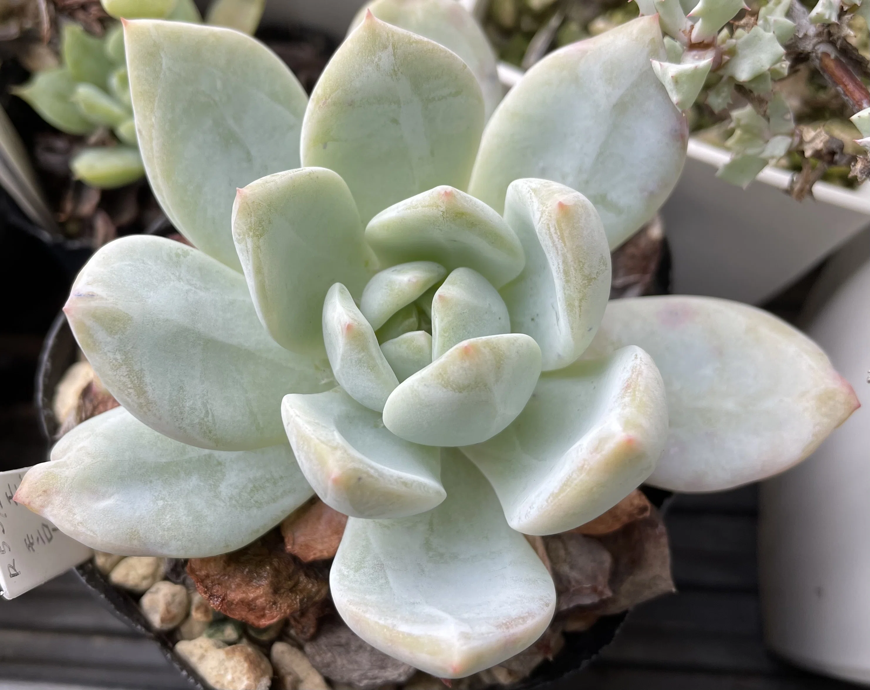 多肉植物初心者必見！おすすめ品種と基本の育て方｜國重｜多肉植物の育て方