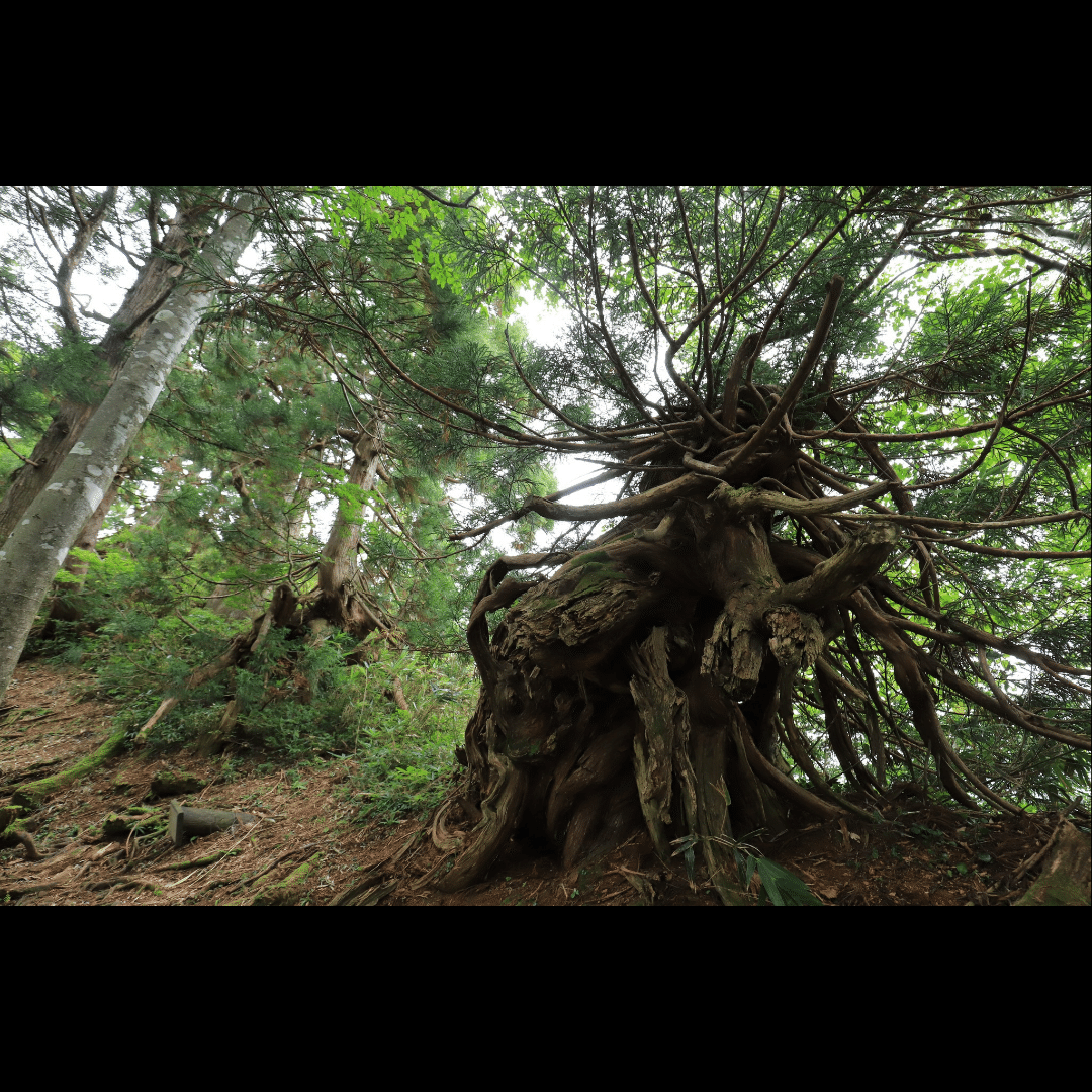 天然楢【神秘的な合体樹＊3本の木が一体化/森と大自然の切り株テーブル】ちゃぶ台 楽天市場】切り株 テーブル（素材（インテリア）木）の通販