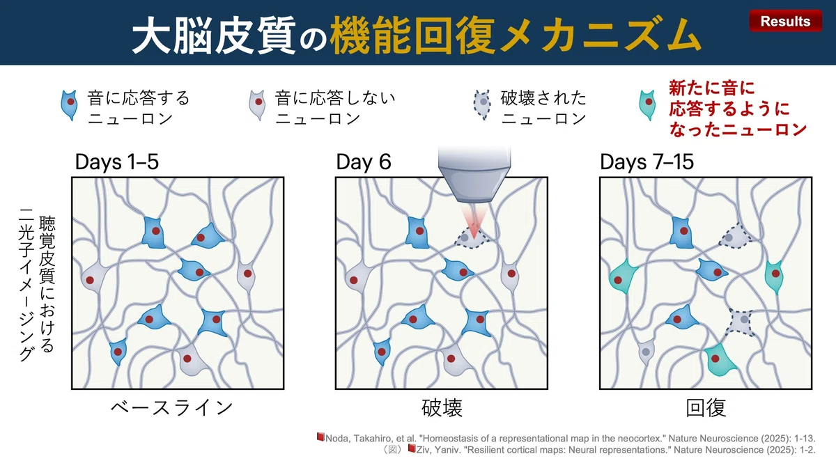 Recovery Mechanisms of the Cerebral Cortex｜Super Human | 理学療法士／保健学博士 Ph.D.