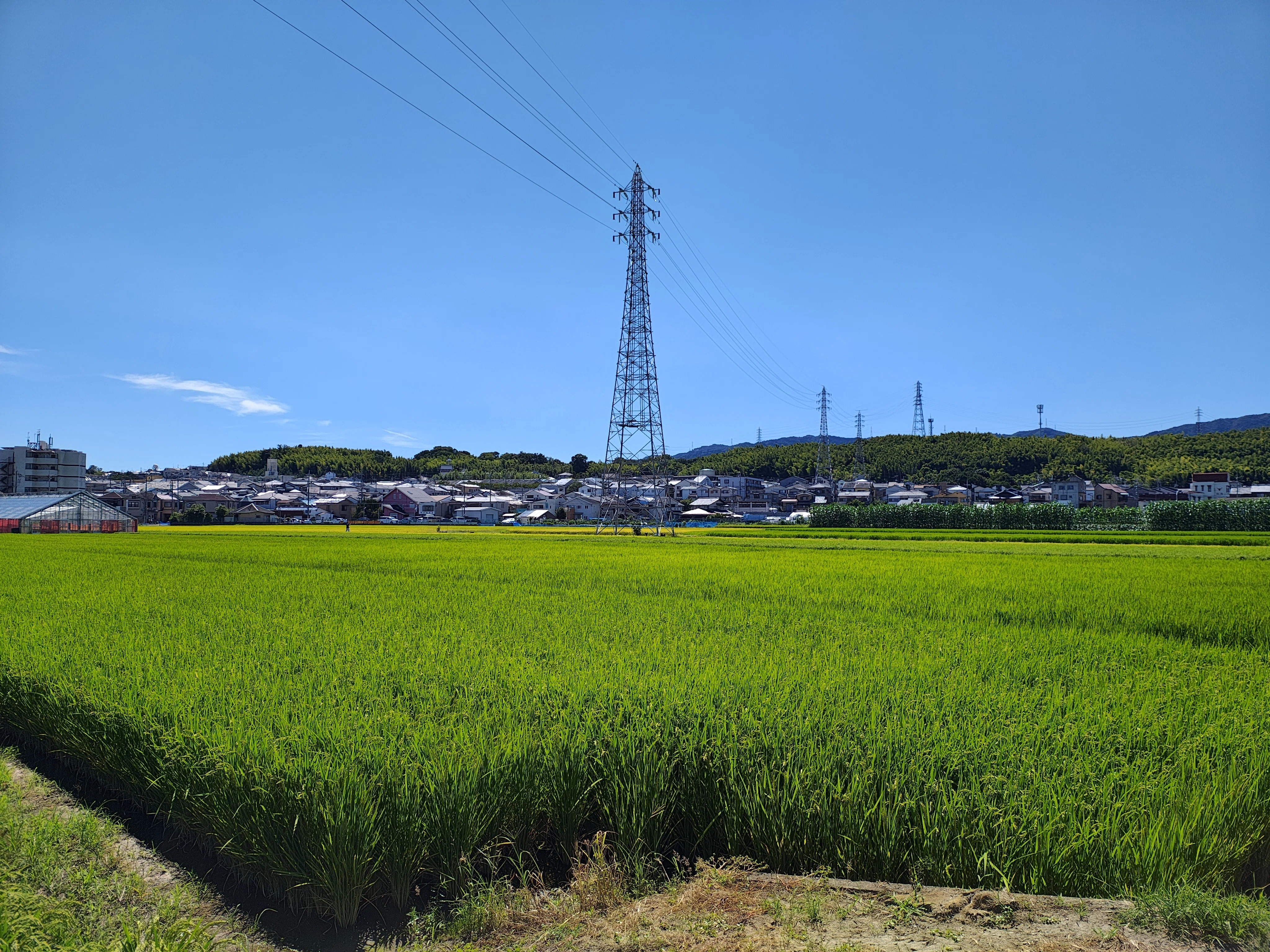 新しいスマホの写真をこれが「今の写真」だなと思い直す｜いちろく📷️