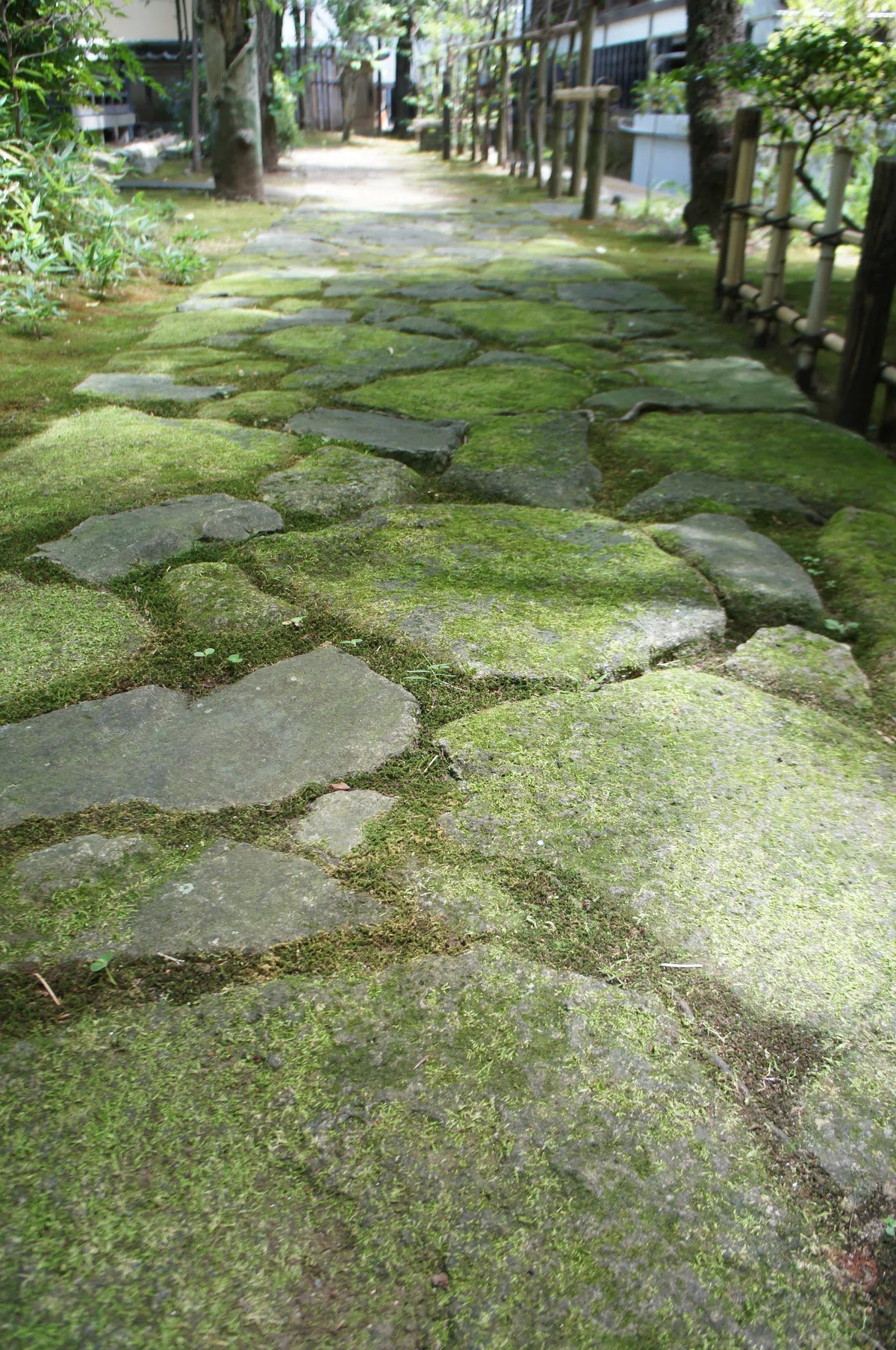 調布駅近く。奇跡の美しさの庭園がある寺院、大正寺。｜niwa_emon