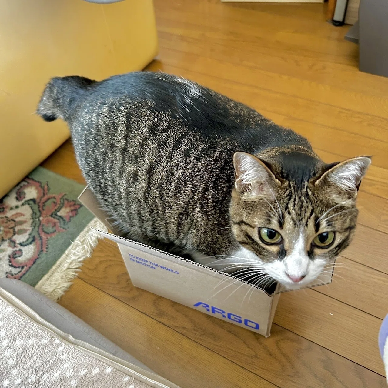 私の見立てによると、無理ですねえ…」目測を誤って箱に入れない猫