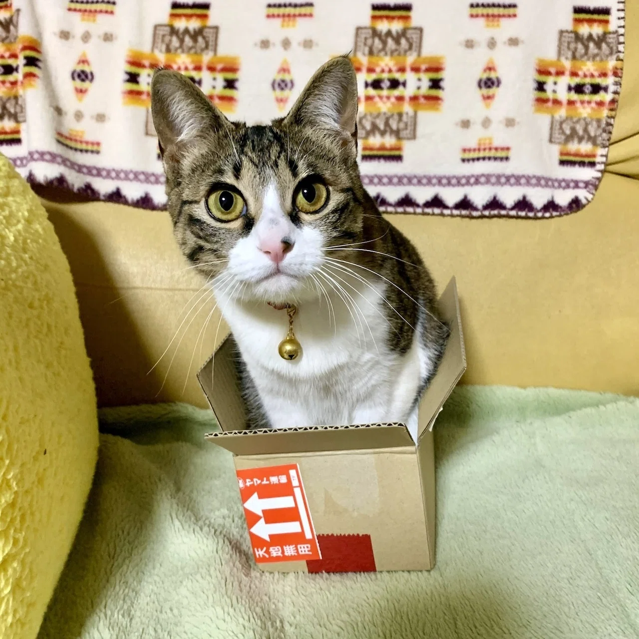 私の見立てによると、無理ですねえ…」目測を誤って箱に入れない猫