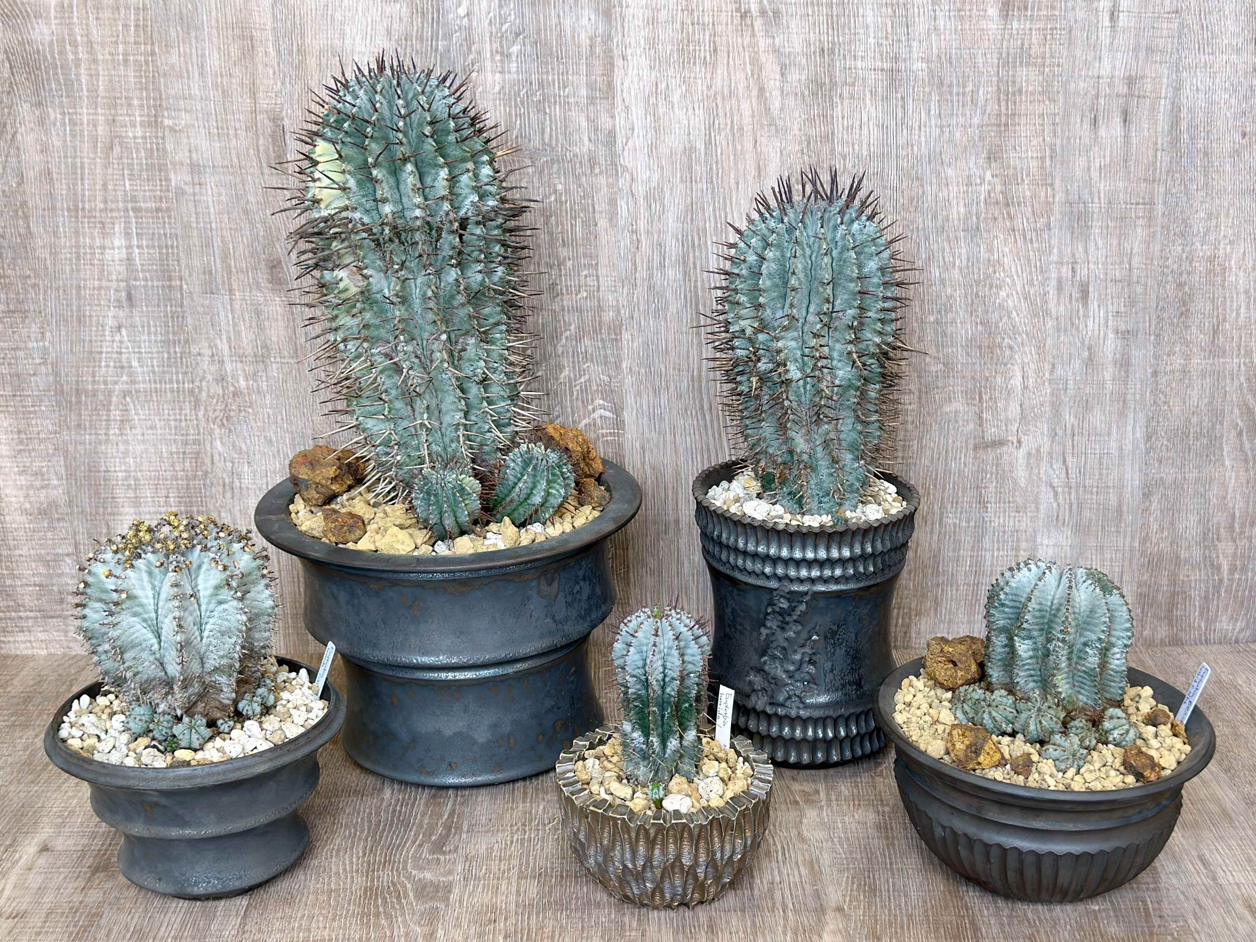 ユーフォルビア色々 ＃1｜暇人