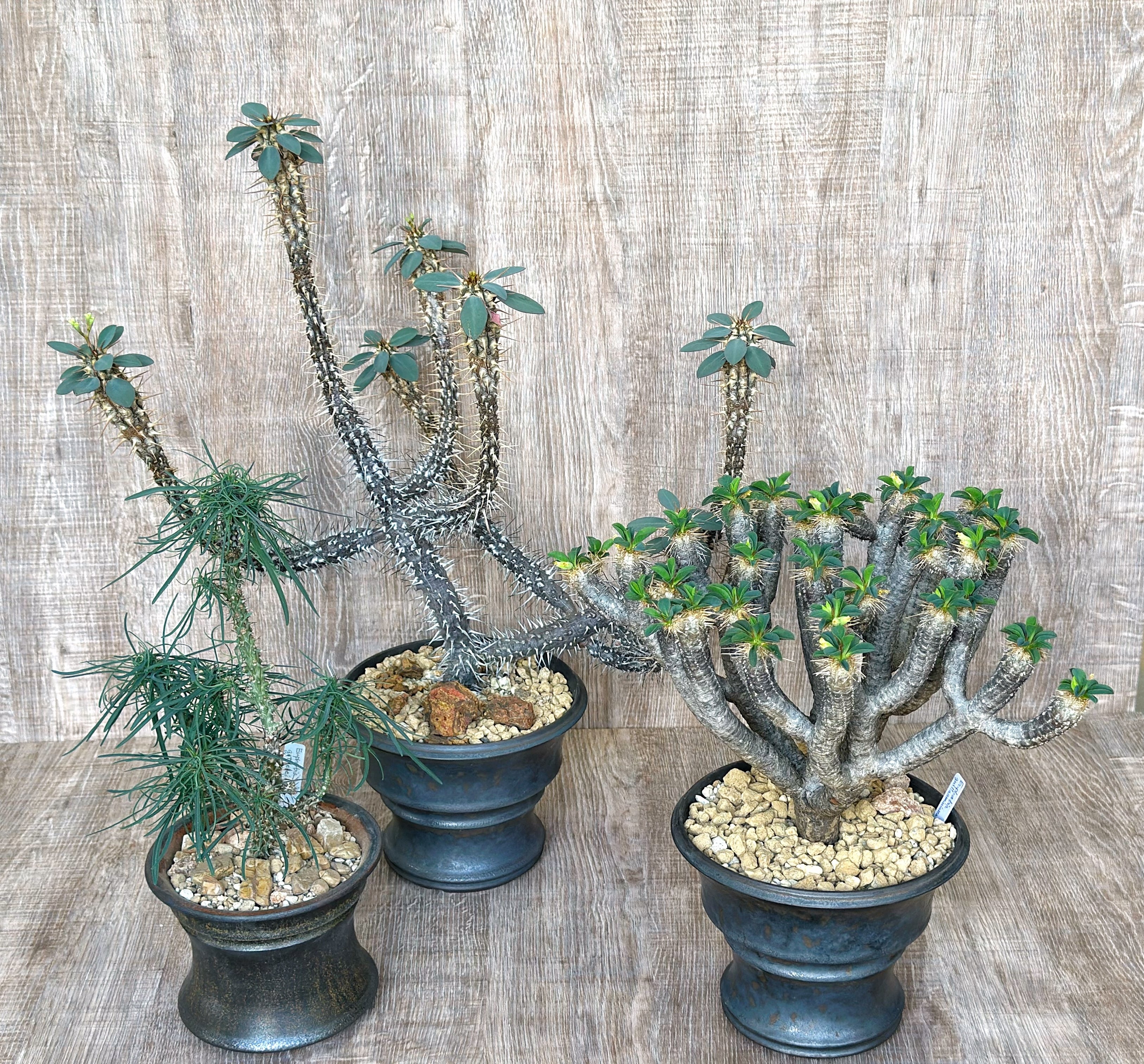 ユーフォルビア色々 ＃1｜暇人