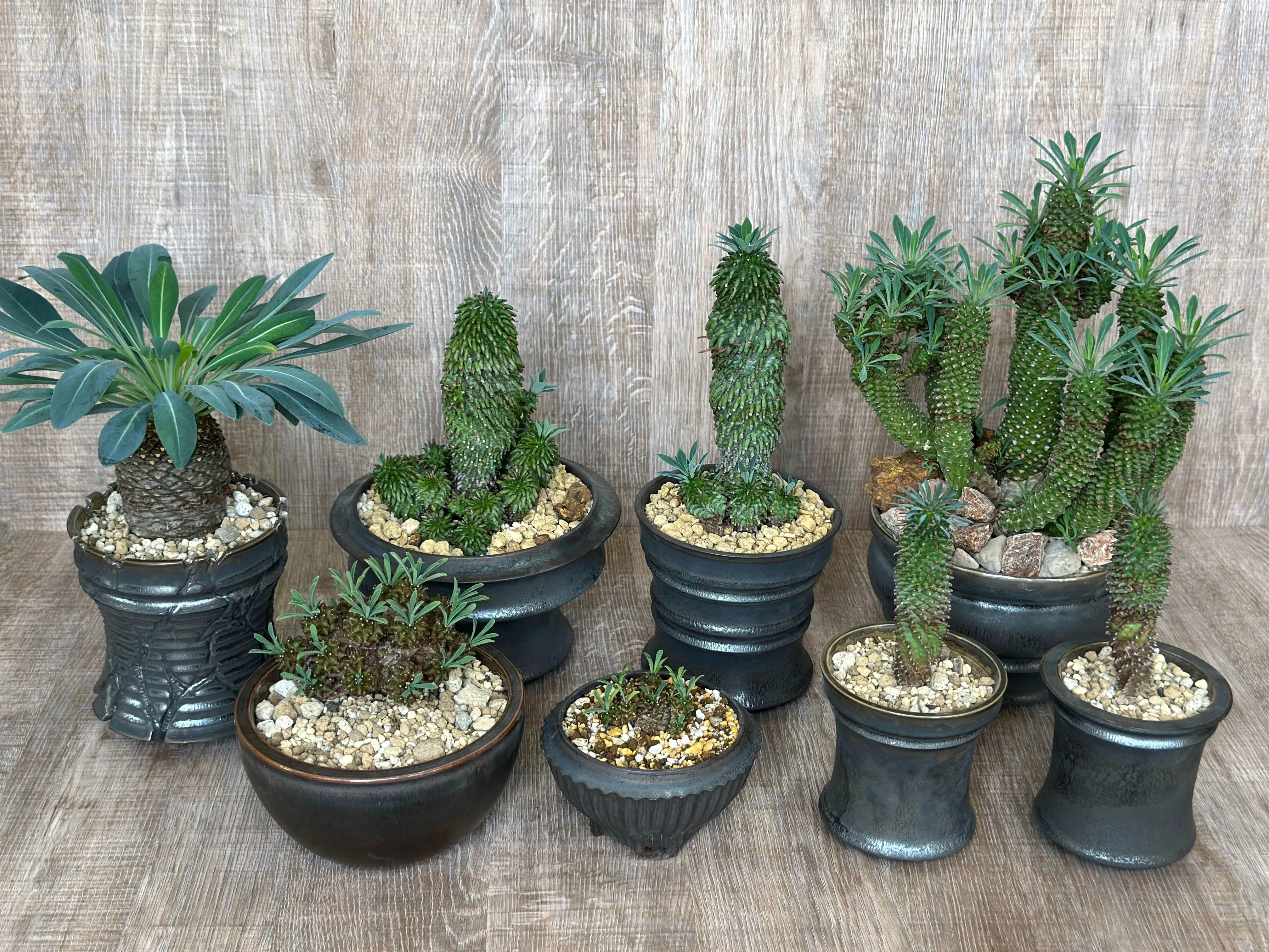 Euphorbia | ユーフォルビア ⁄ - ユーフォルビア・不明種 hyb GREEN
