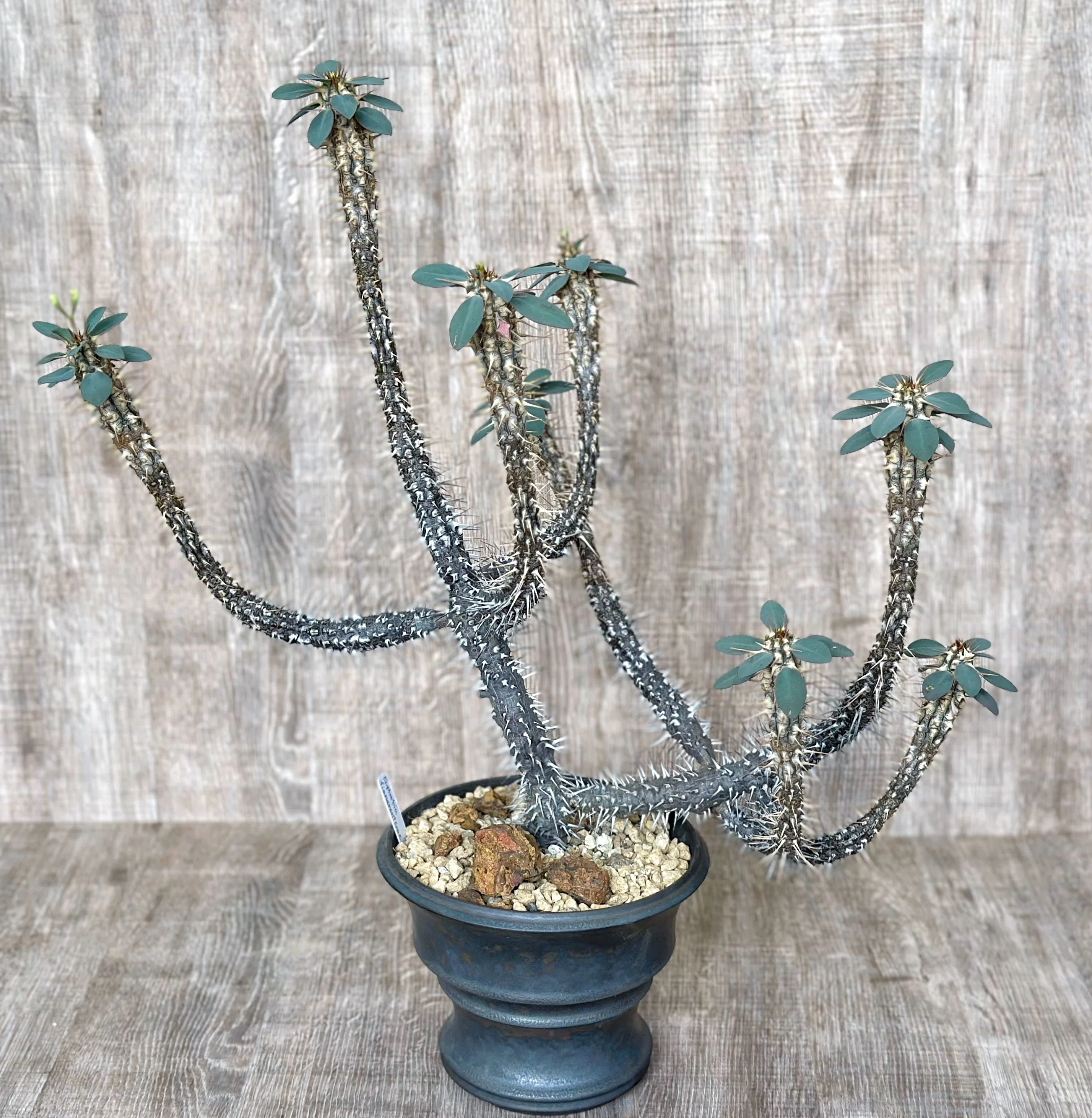 珍品】Euphorbia hyb / ユーフォルビア・不明種 Euphorbia hyb