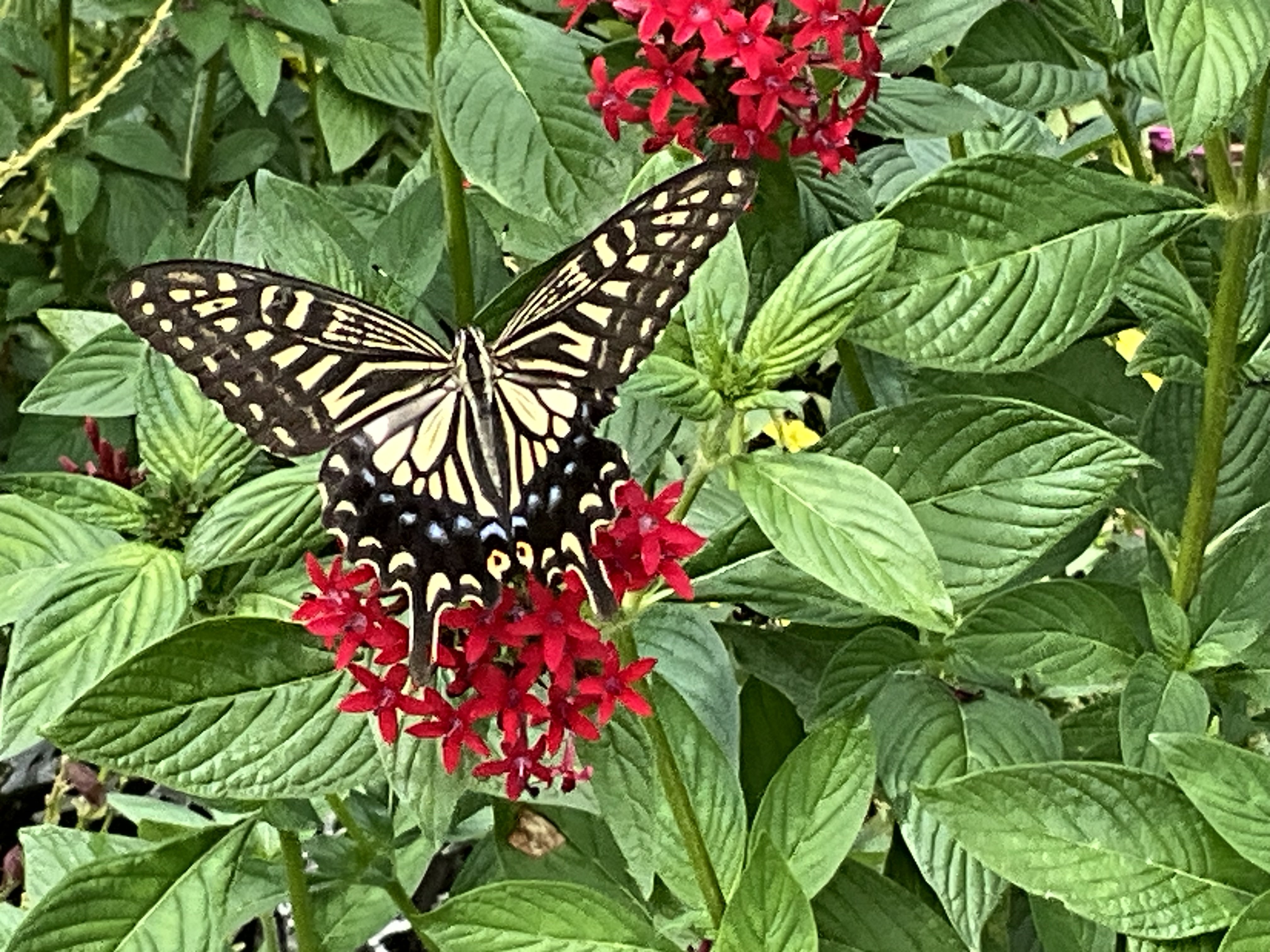 蝶やミツバチと植物（京都府立植物園）：2025年9月4日（木）｜藤井秀昭