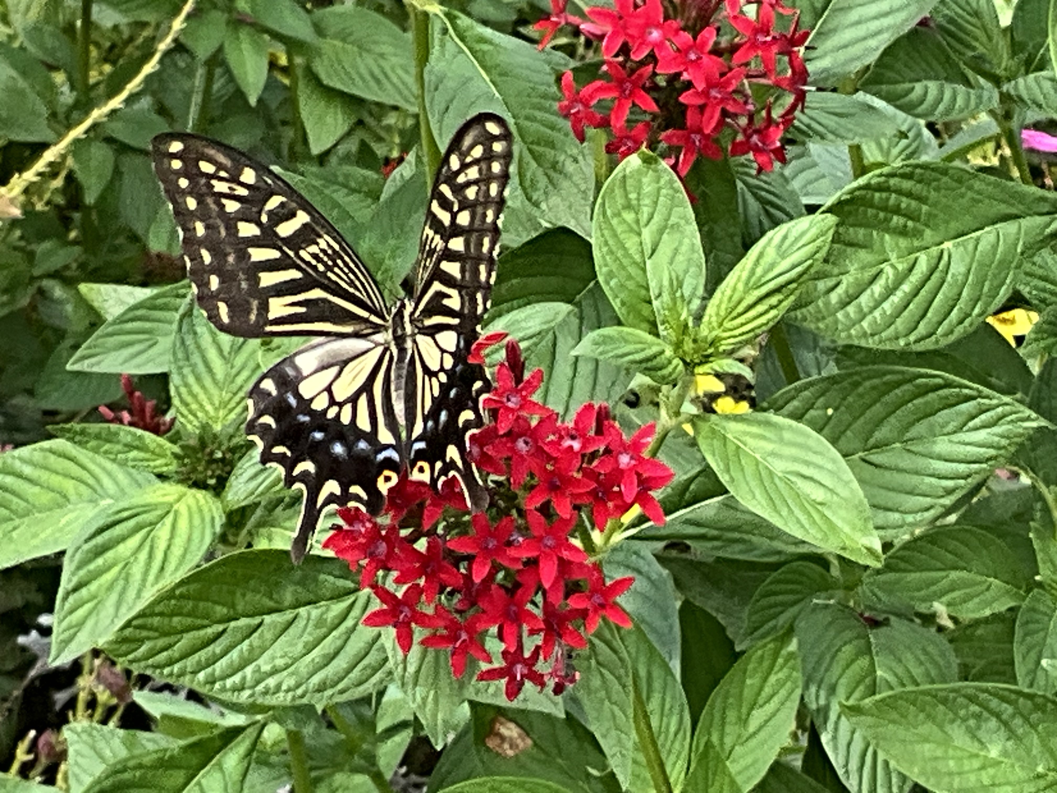 蝶やミツバチと植物（京都府立植物園）：2025年9月4日（木）｜藤井秀昭