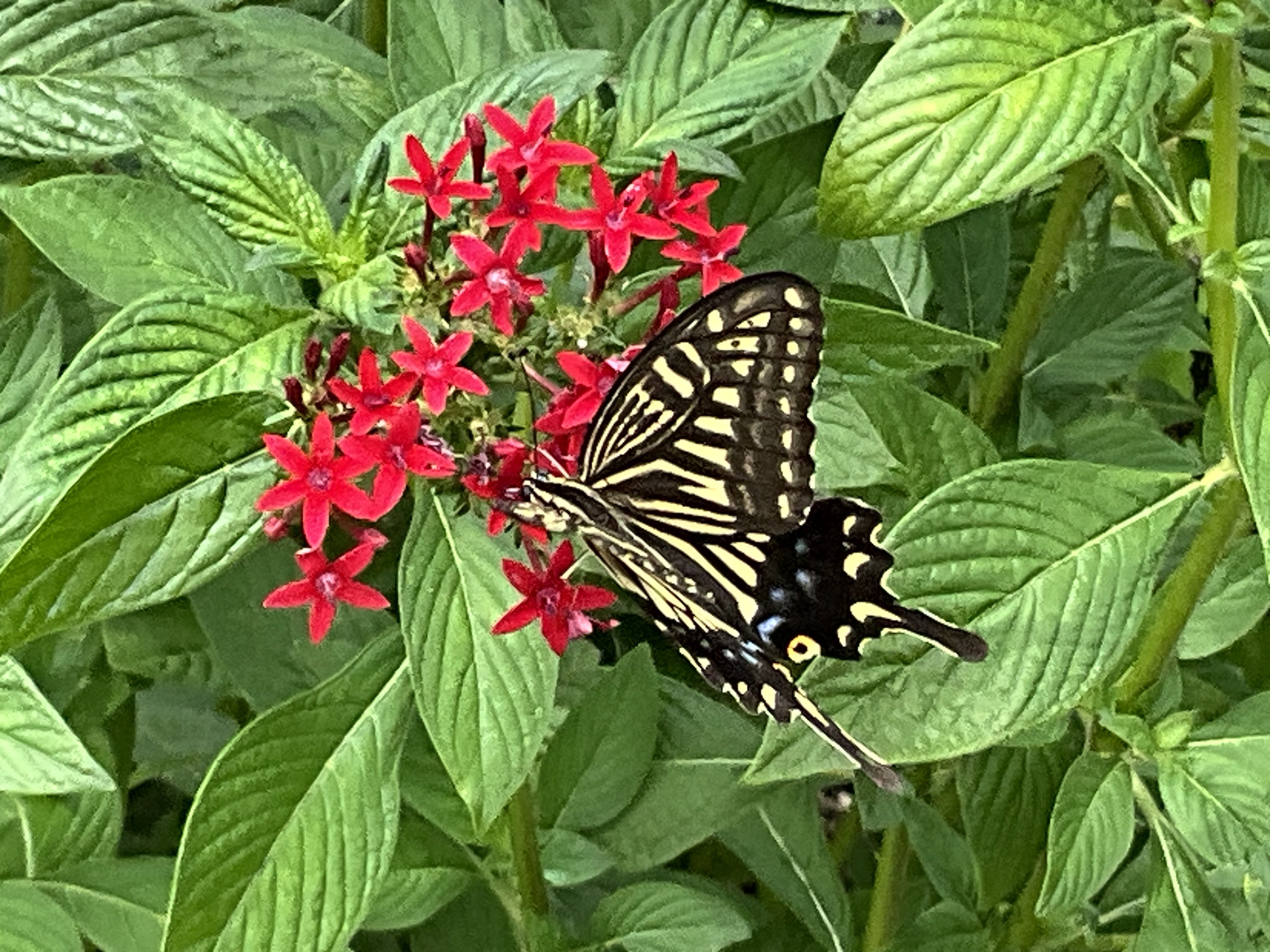 蝶やミツバチと植物（京都府立植物園）：2025年9月4日（木）｜藤井秀昭