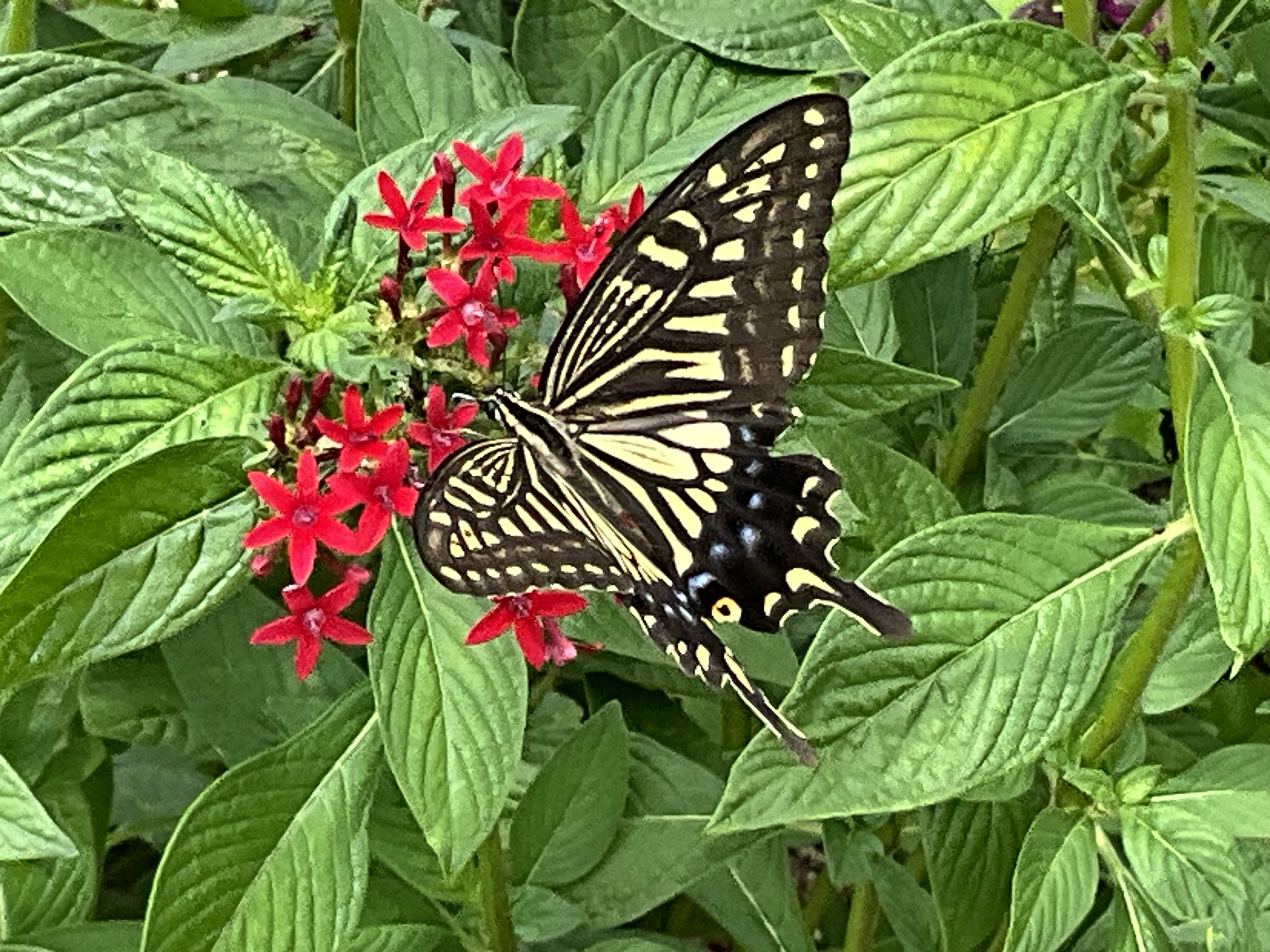蝶やミツバチと植物（京都府立植物園）：2025年9月4日（木）｜藤井秀昭