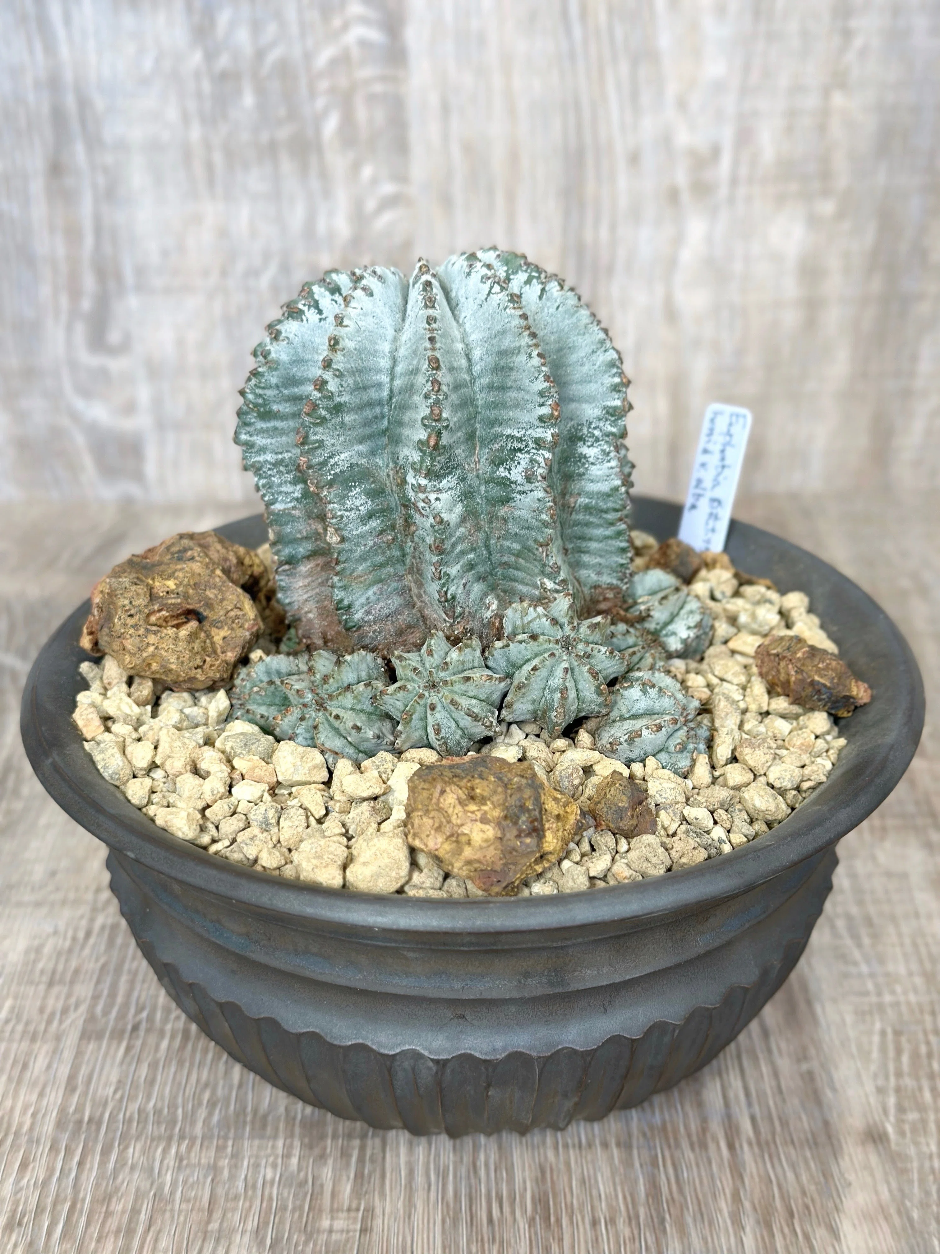 Euphorbia | ユーフォルビア ⁄ - ユーフォルビア・不明種 hyb GREEN