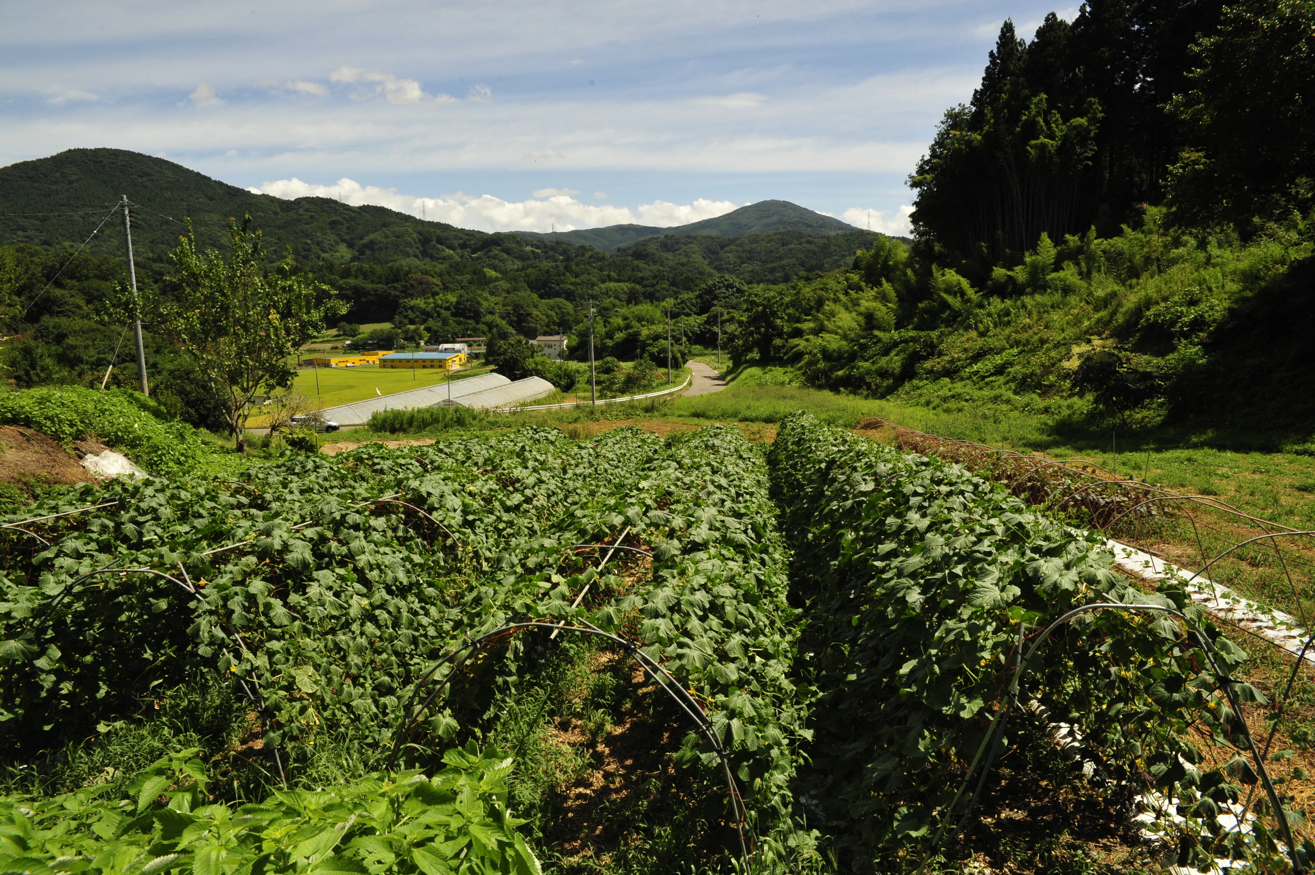中山間地だからこそ楽しめる有機農業のかたち｜MUSUBU FARM TRIP