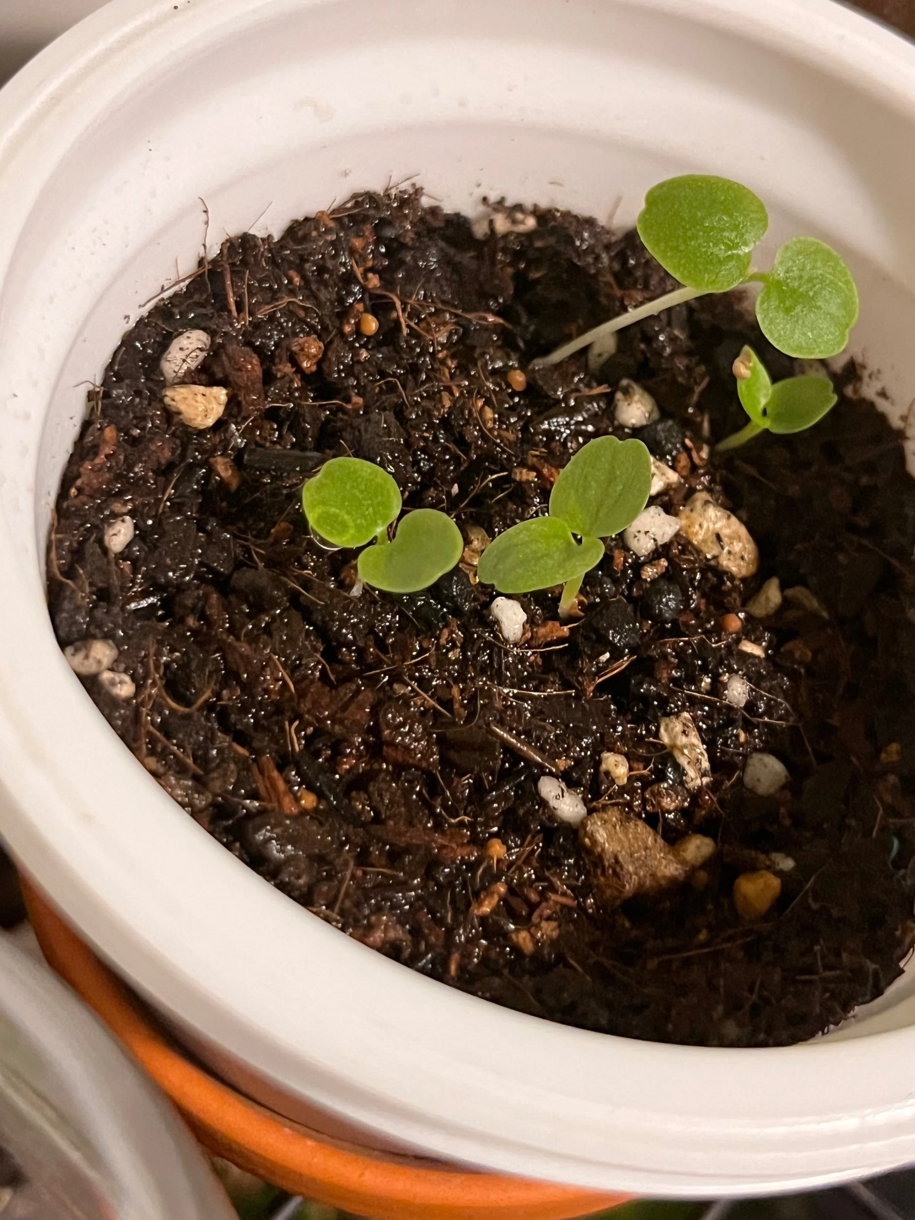 発芽 タネまき】ドルステニアのベランダ組が発芽しました🌱｜シオ＠西向き