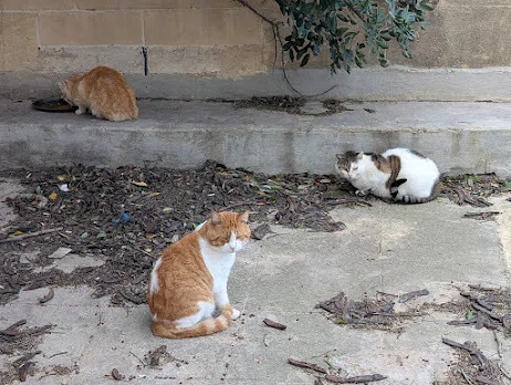 あの猫島で観光客の餌やり禁止？！マルタの猫餌やり新規制について｜JUNJUN